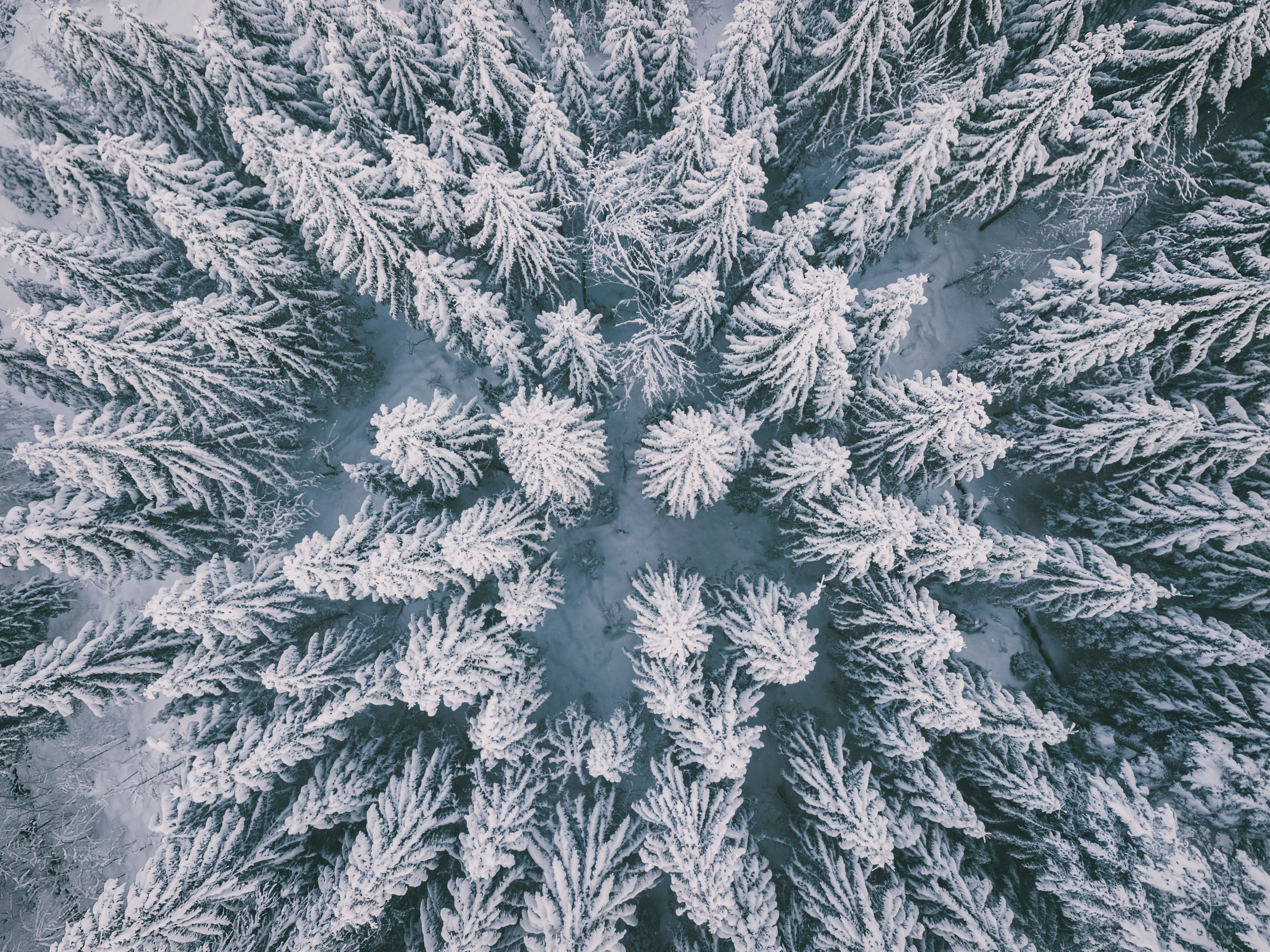 Best Winter Forest Background for mobile