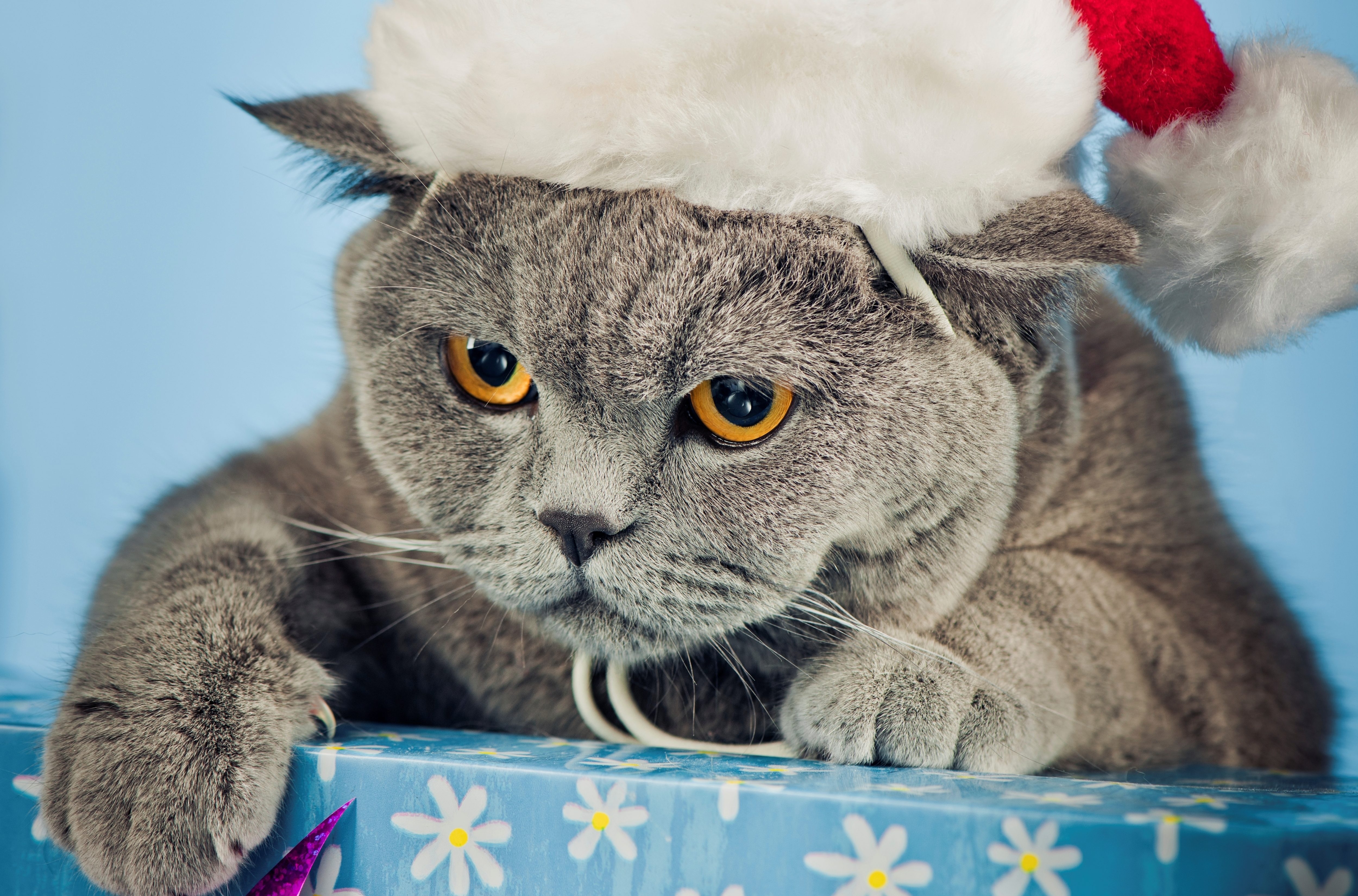 Laden Sie das Neues Jahr, Deckel, Cap, Neujahr, Der Kater, Schön, Tiere, Katze-Bild kostenlos auf Ihren PC-Desktop herunter