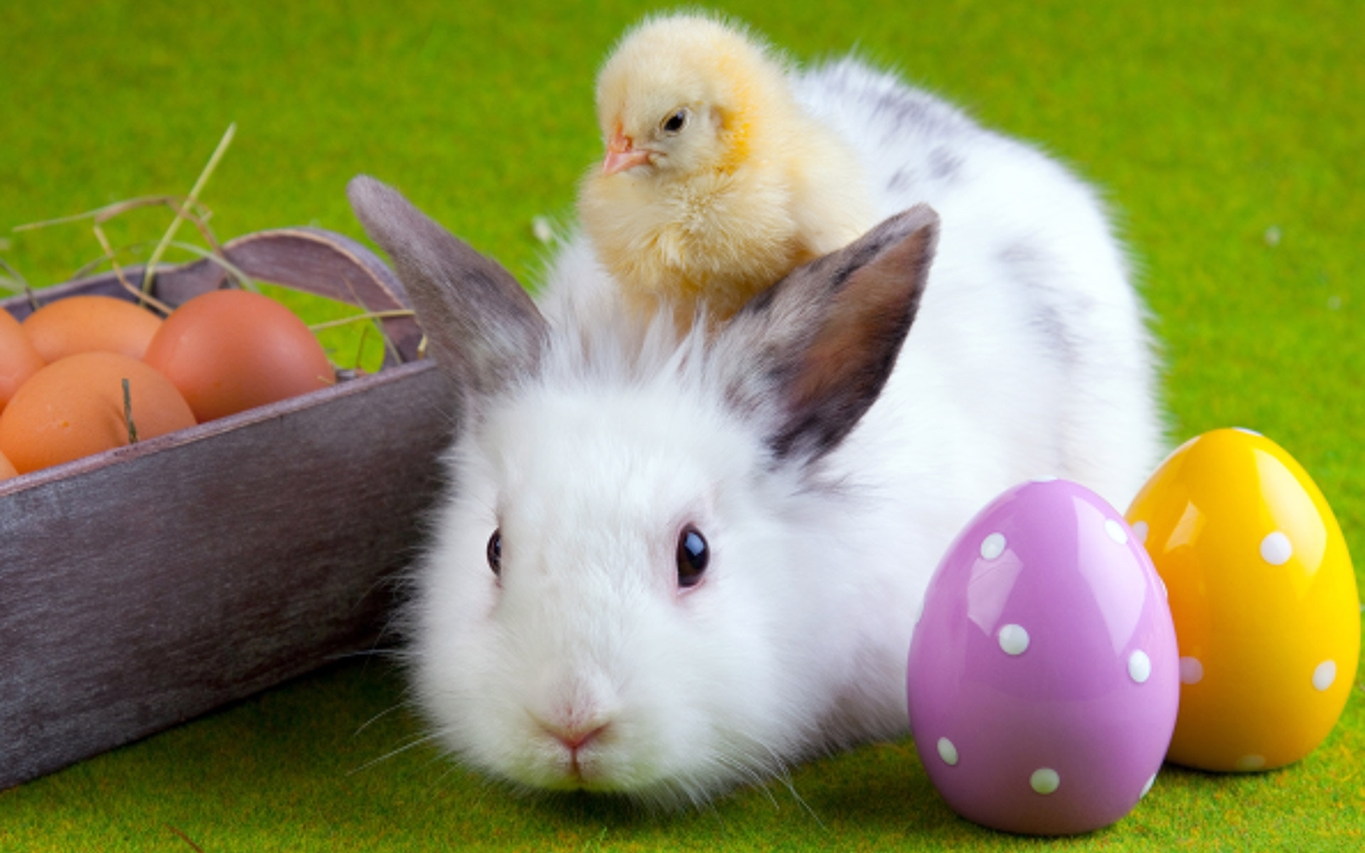 22888 скачать обои цыплята, кролики, животные, птицы - заставки и картинки бесплатно