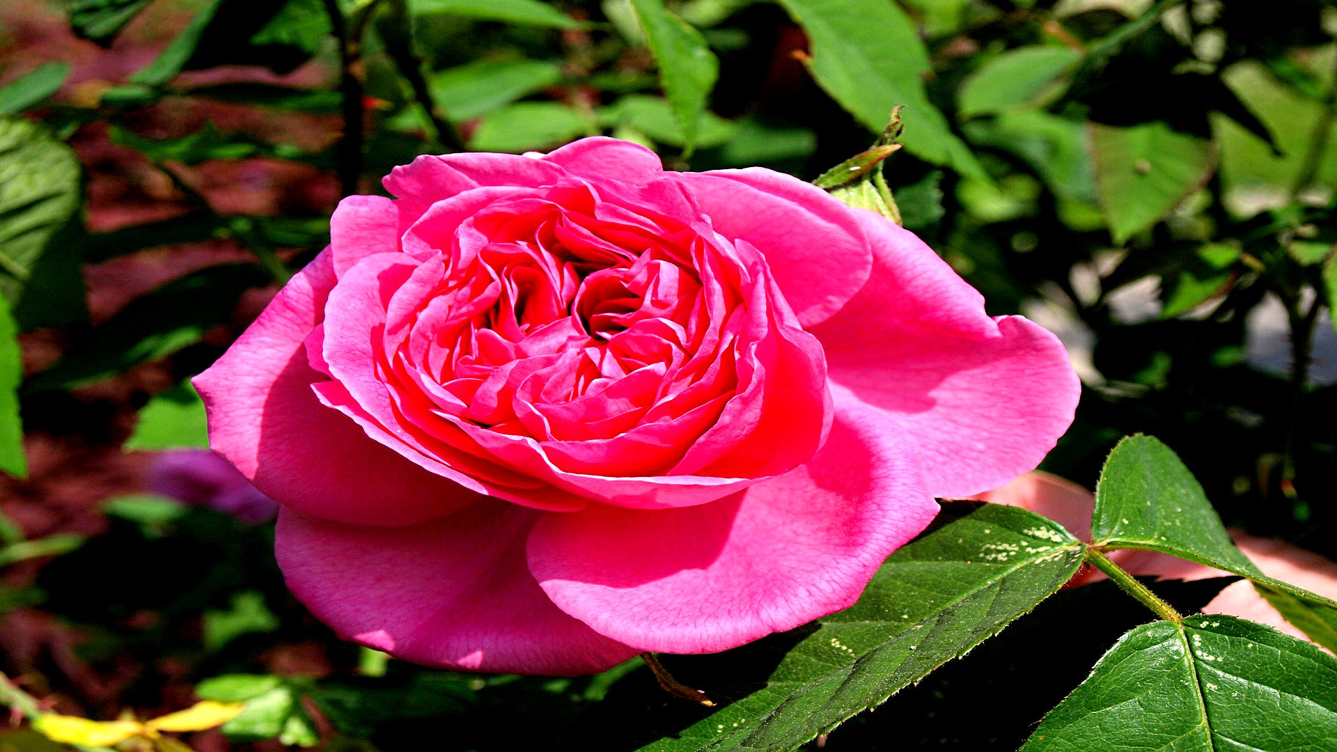 Baixar papel de parede para celular de Flores, Rosa, Terra/natureza gratuito.