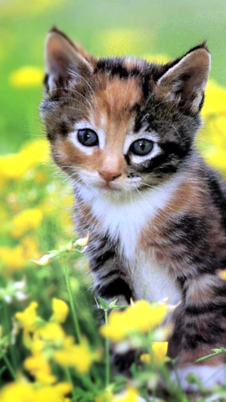 Download mobile wallpaper Cats, Cat, Kitten, Close Up, Animal, Cute for free.