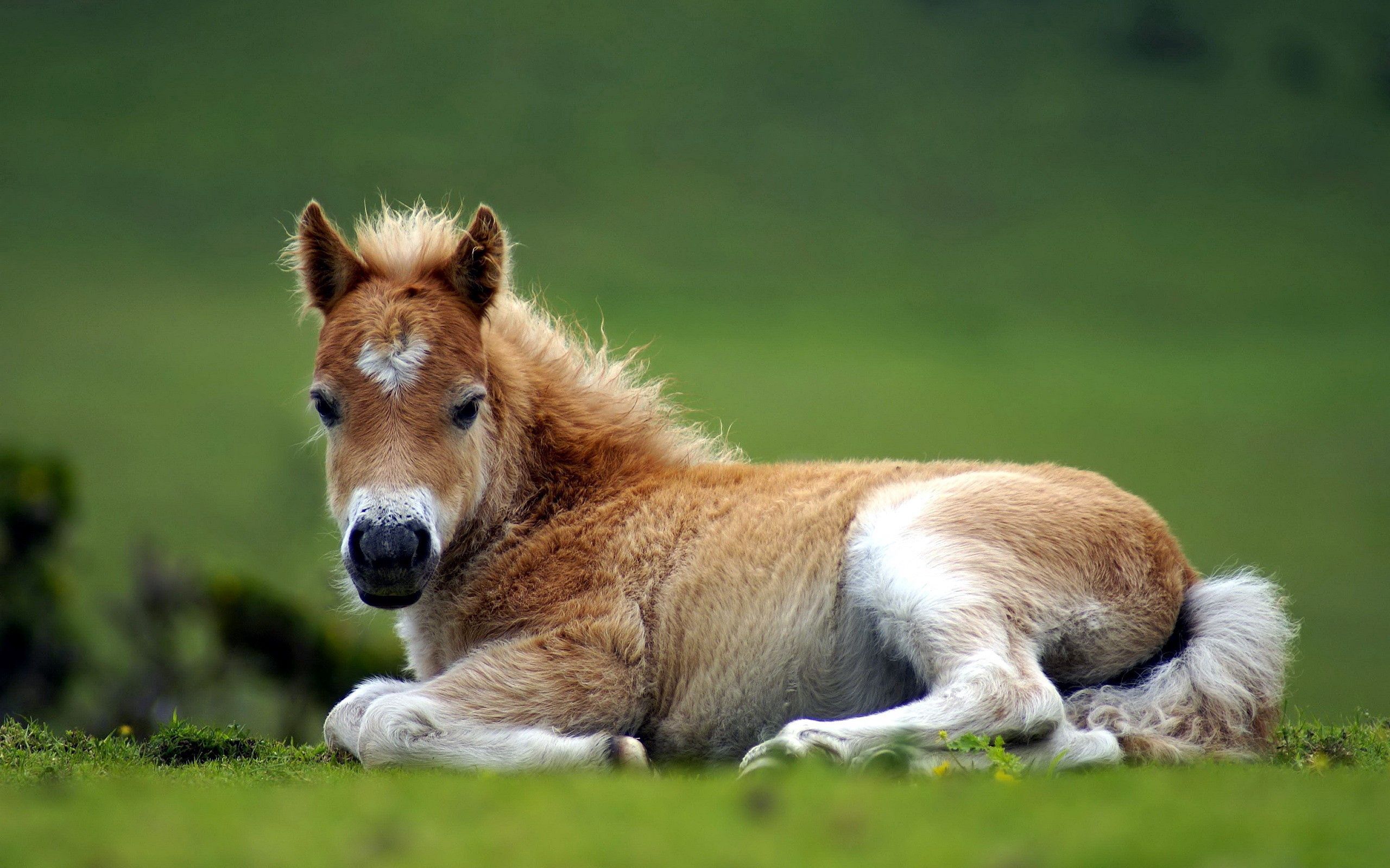 Free download wallpaper Grass, To Lie Down, Lie, Beautiful, Pony, Animals, Horse on your PC desktop