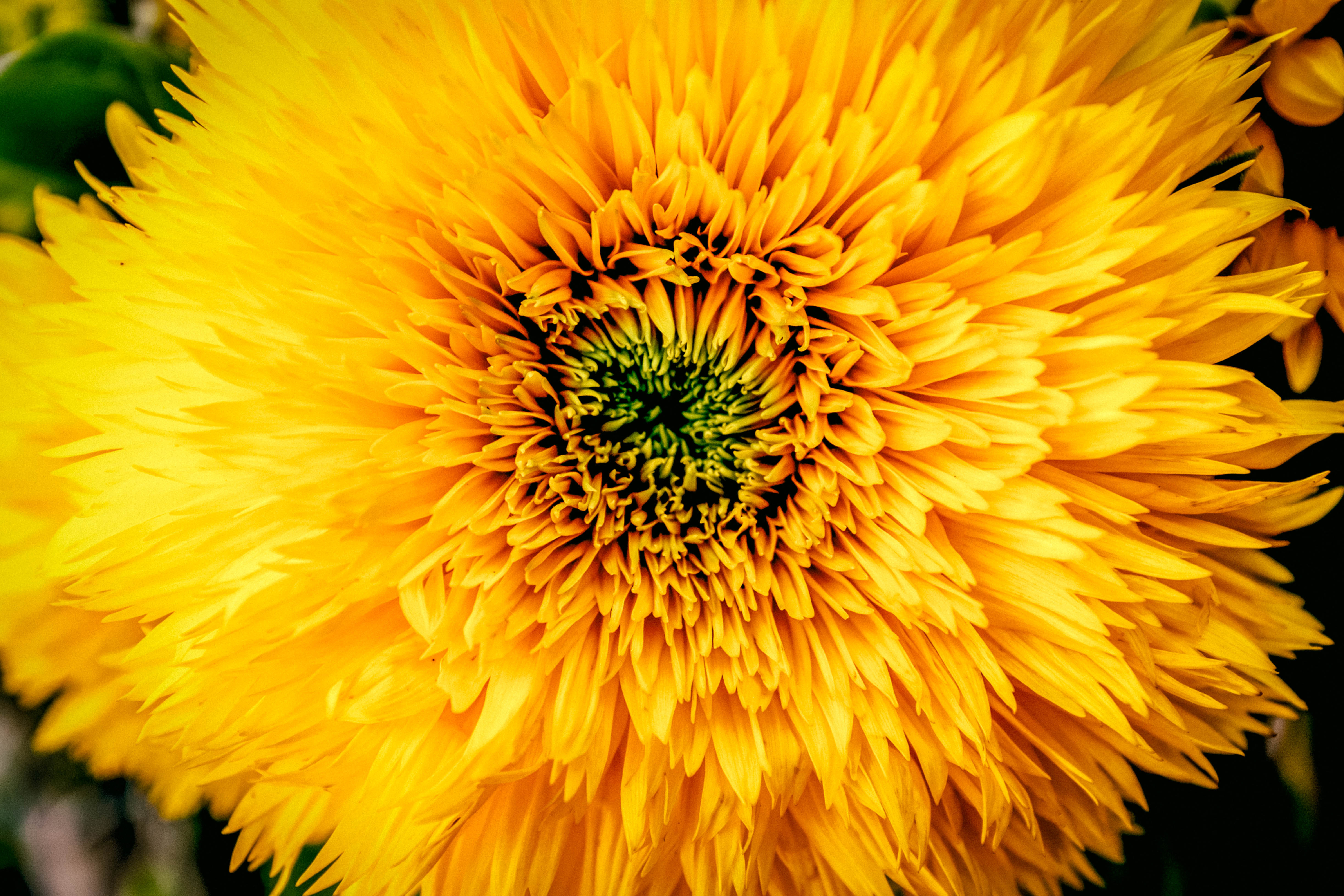 PCデスクトップにつぼみ, 蕾, 黄色, 菊, 花びら, フラワーズ画像を無料でダウンロード