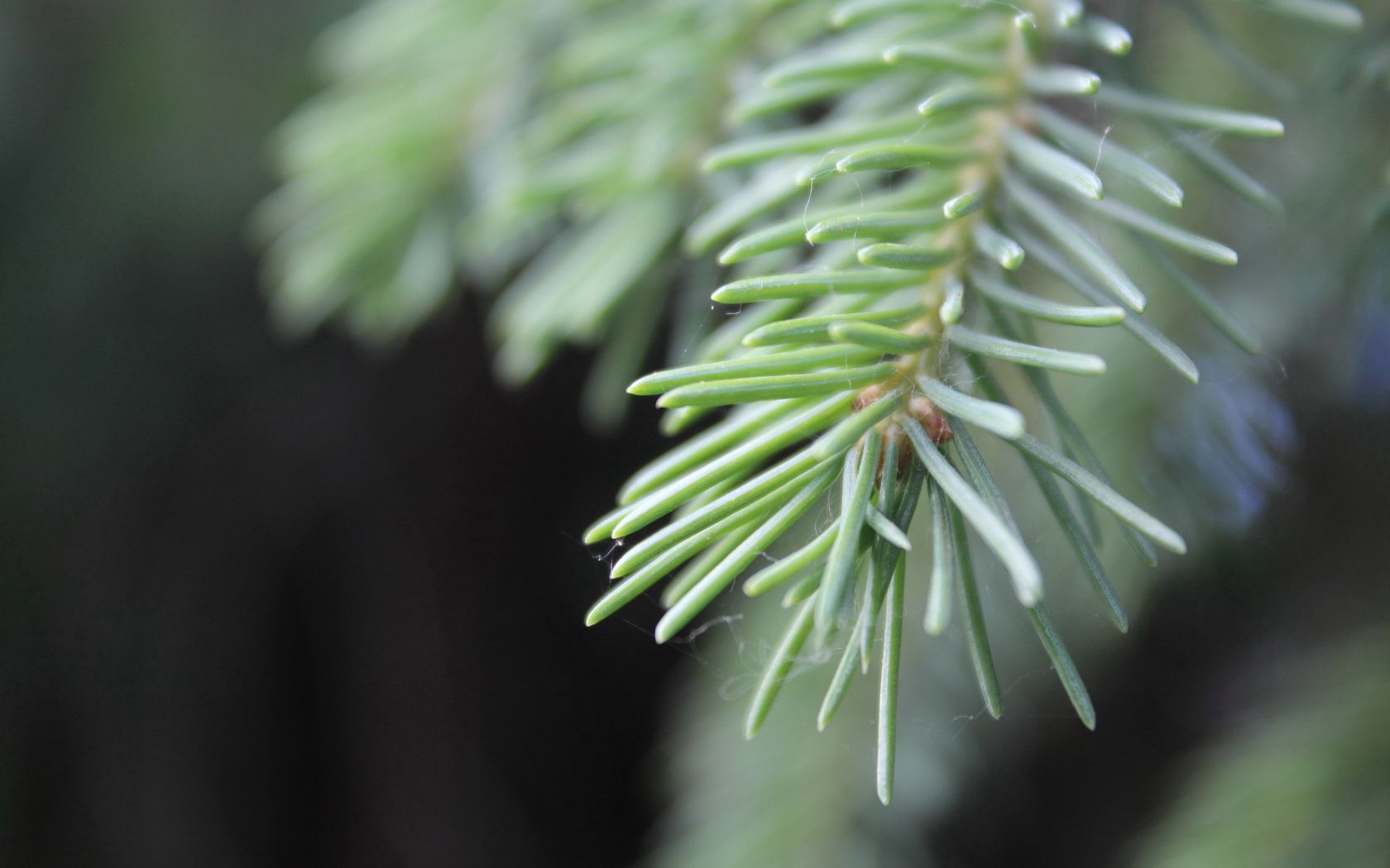 nature, needle, web, branch, spruce, fir