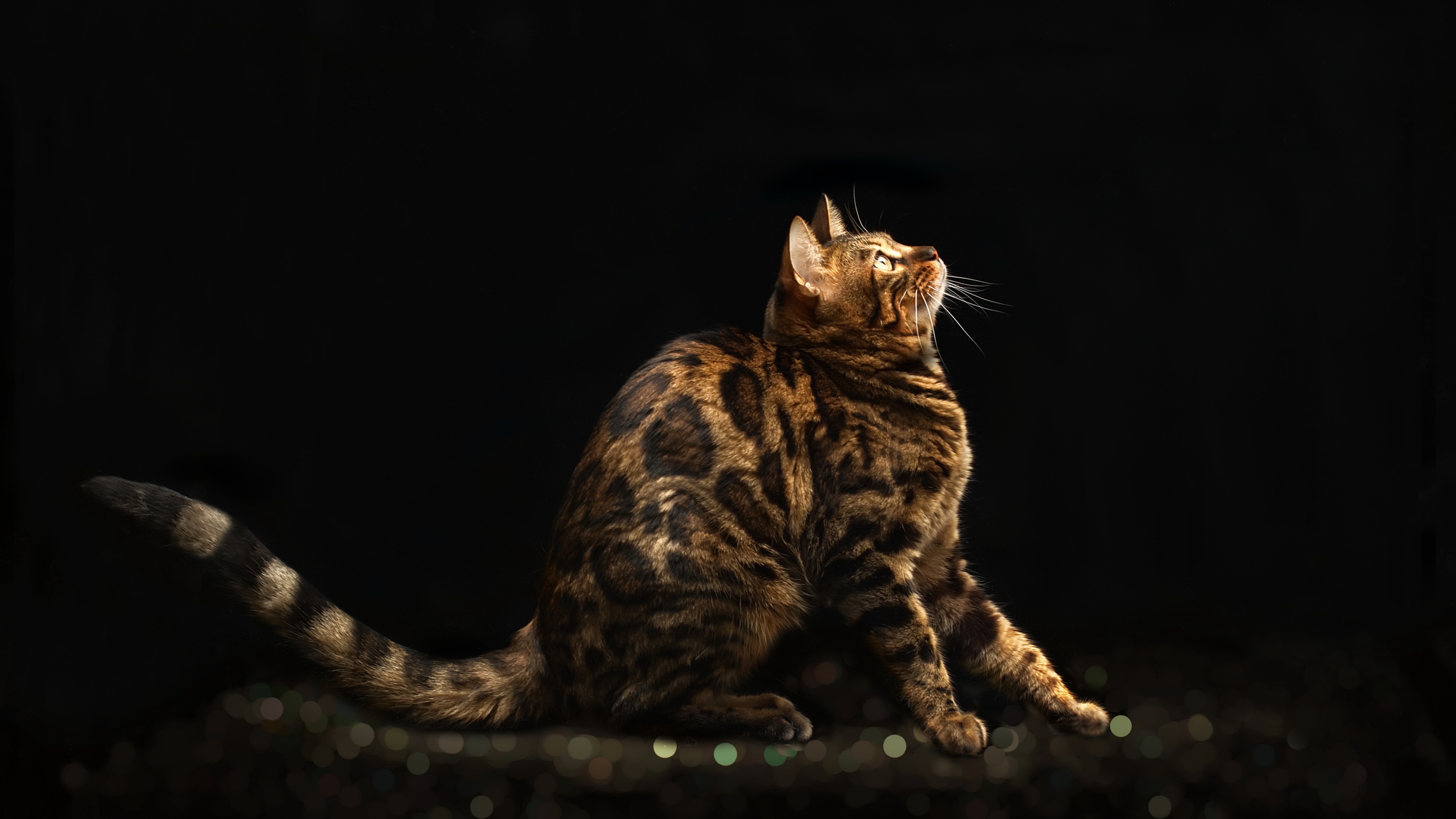 492702 Bildschirmschoner und Hintergrundbilder Bengal Katze auf Ihrem Telefon. Laden Sie  Bilder kostenlos herunter