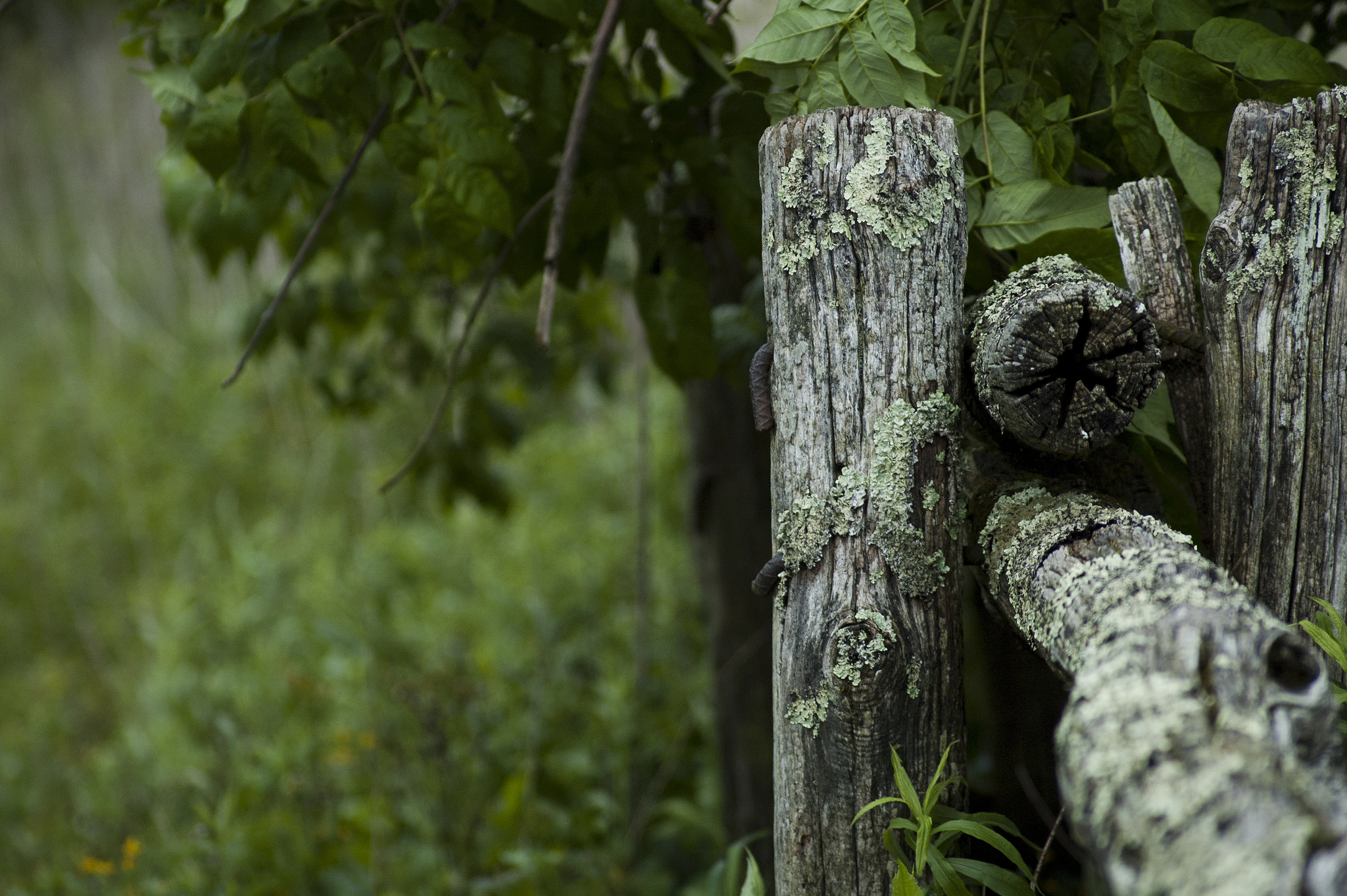 Panoramic Wallpapers Fence 