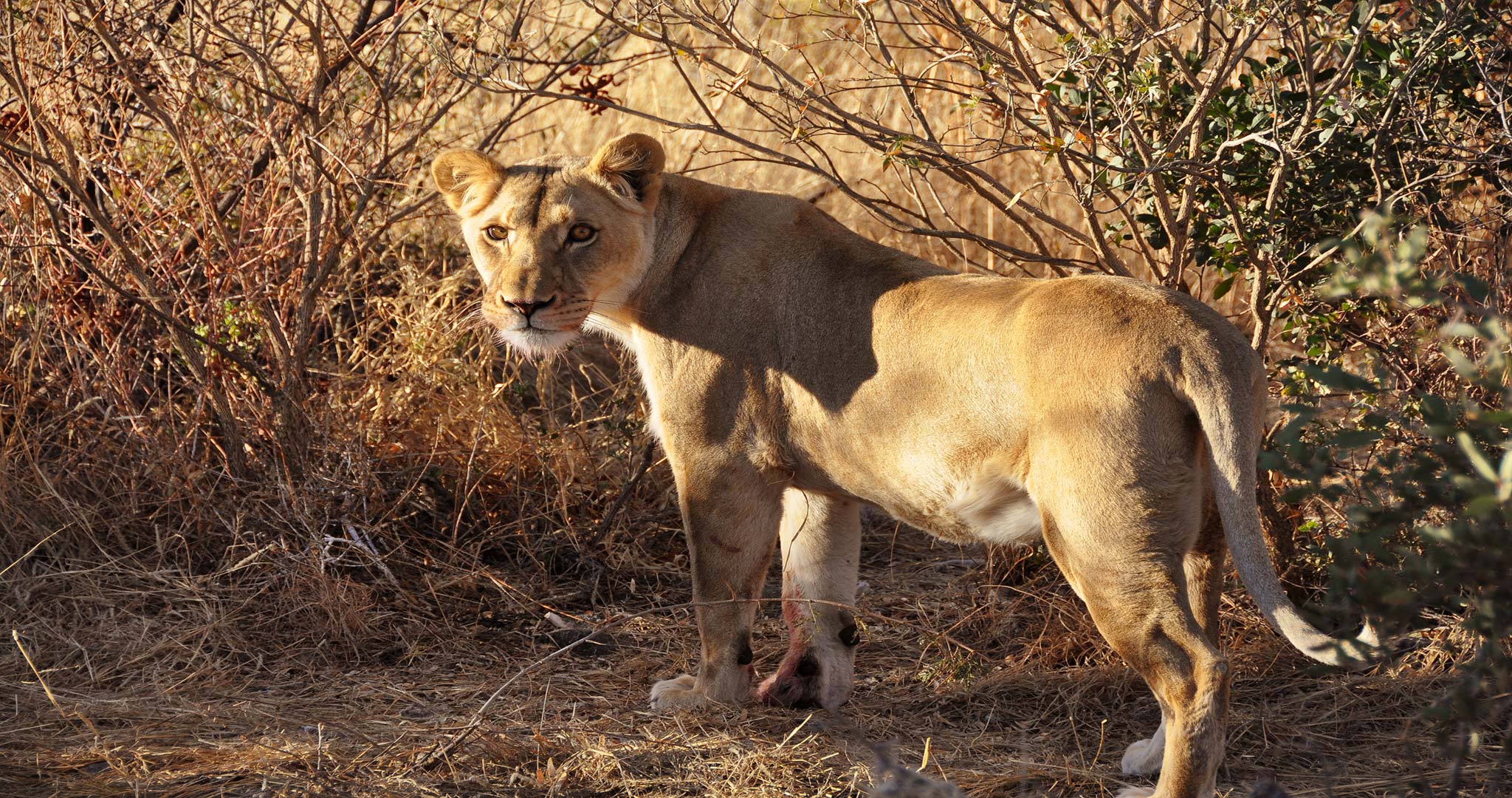 Téléchargez des papiers peints mobile Animaux, Chats, Lion gratuitement.