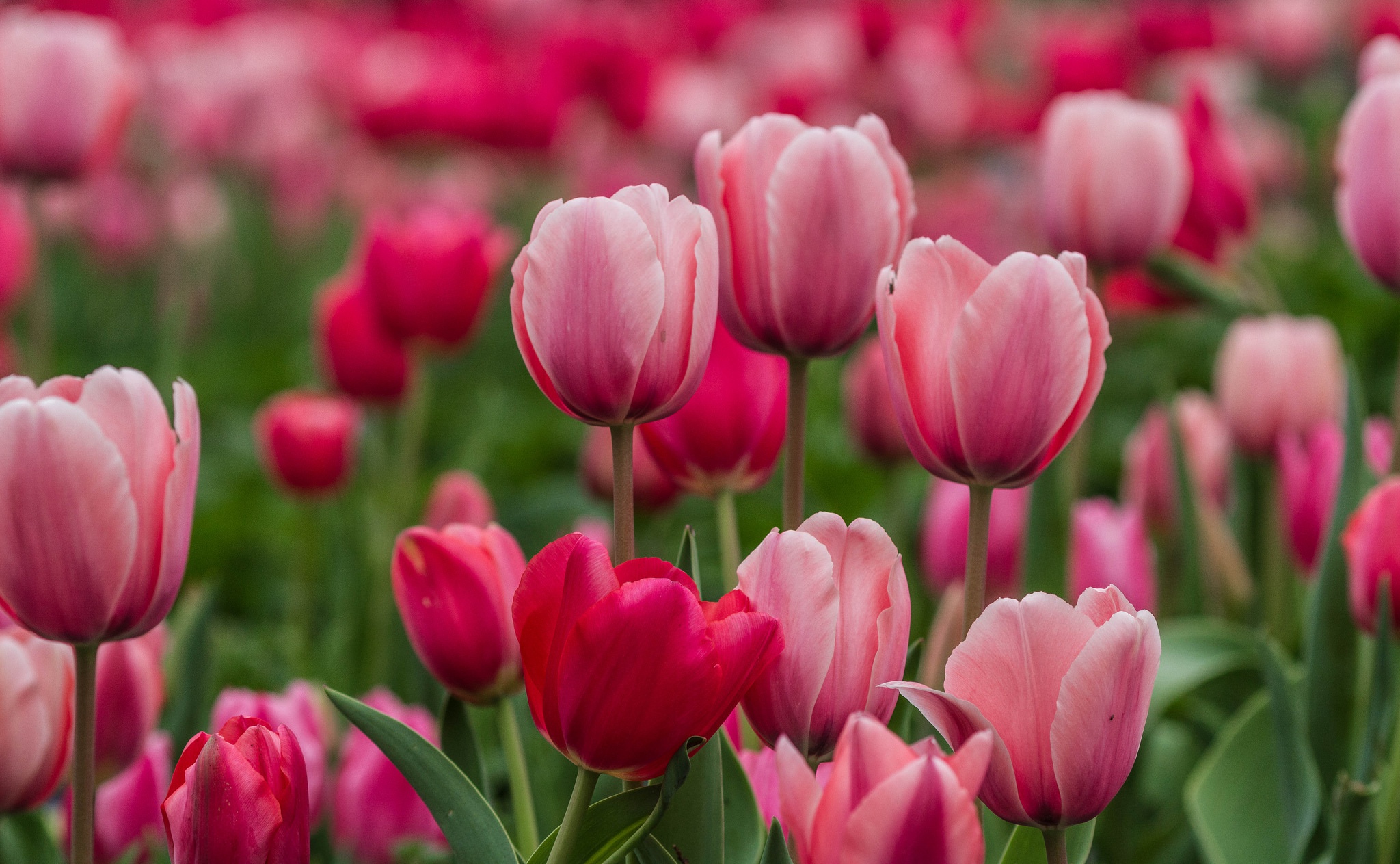 Free download wallpaper Nature, Flowers, Flower, Close Up, Earth, Tulip, Pink Flower on your PC desktop
