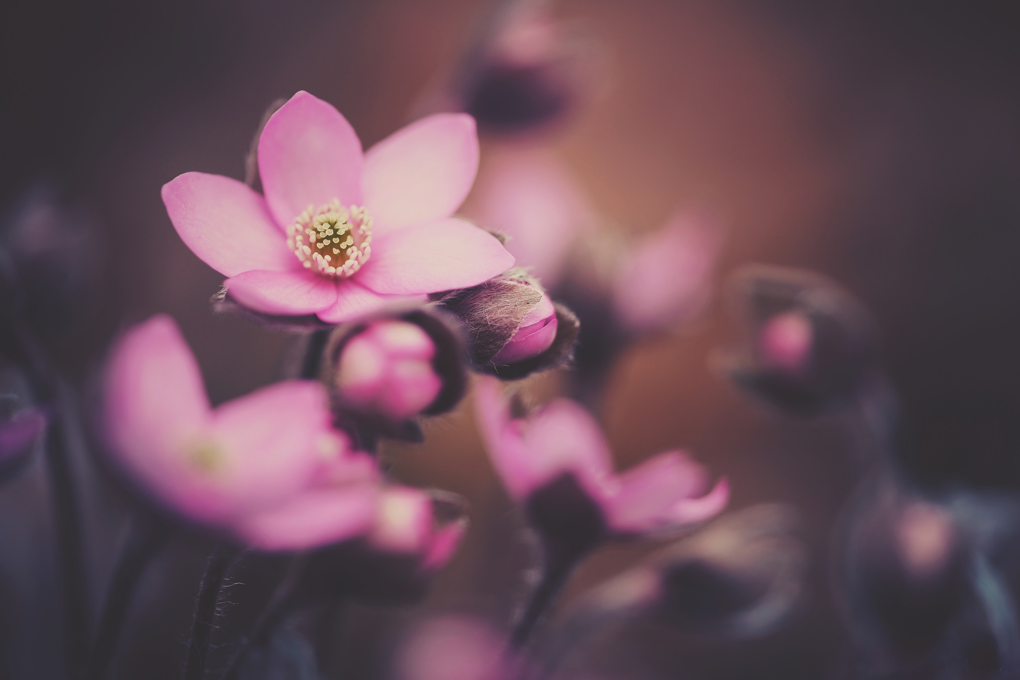 Descarga gratuita de fondo de pantalla para móvil de Naturaleza, Flores, Flor, Flor Rosa, Tierra/naturaleza, Macrofotografía.