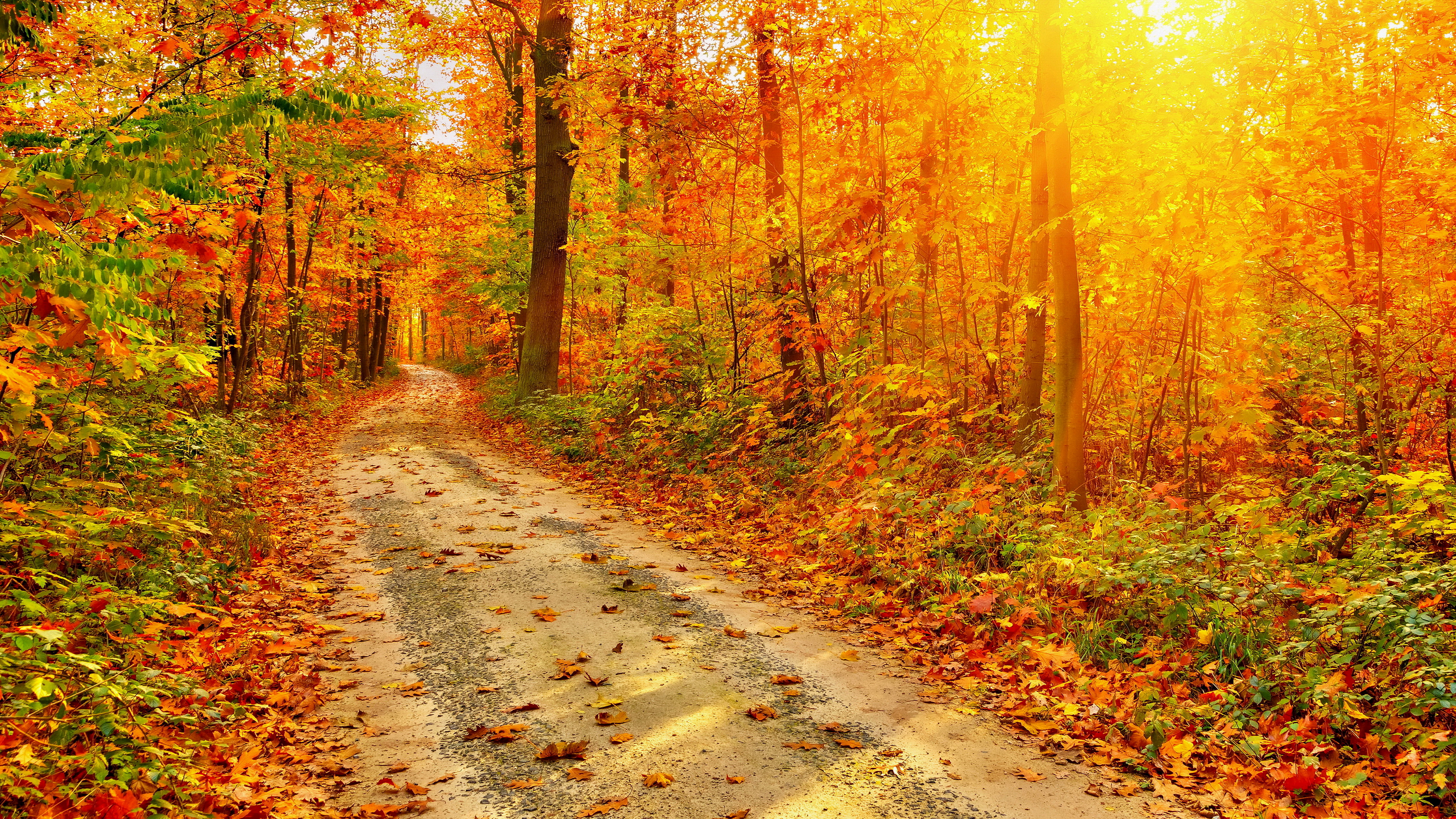 無料モバイル壁紙自然, 木, 秋, 道, 森, 地球, サンビーム, 未舗装の道路をダウンロードします。