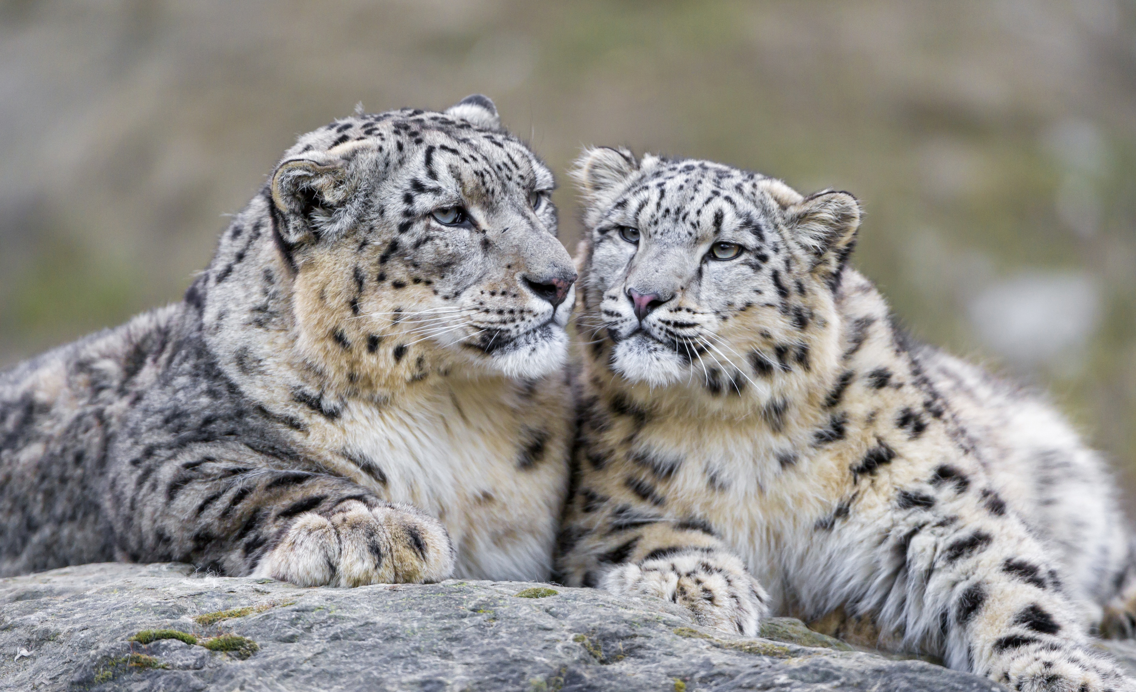 Download mobile wallpaper Cats, Snow Leopard, Animal for free.