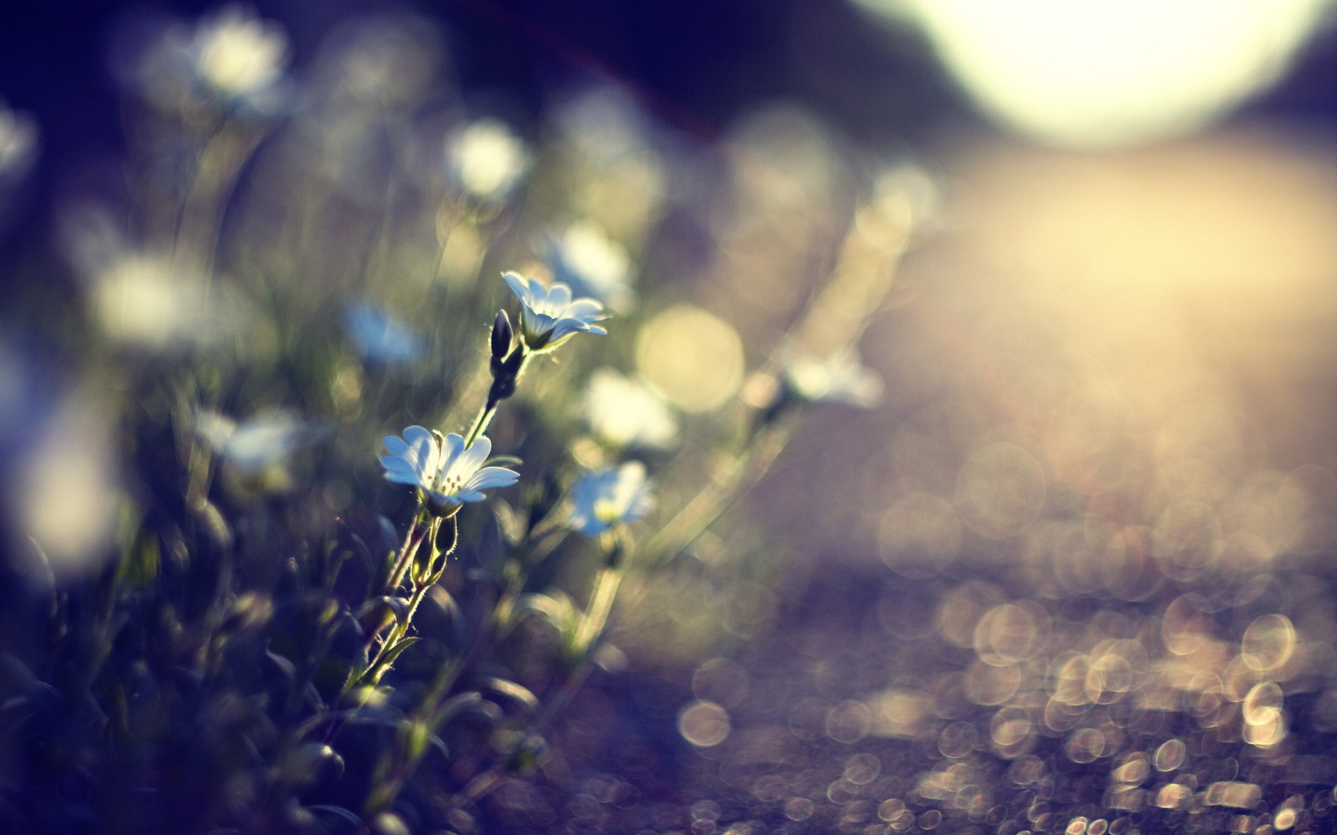 259326 Bildschirmschoner und Hintergrundbilder Blumen auf Ihrem Telefon. Laden Sie  Bilder kostenlos herunter