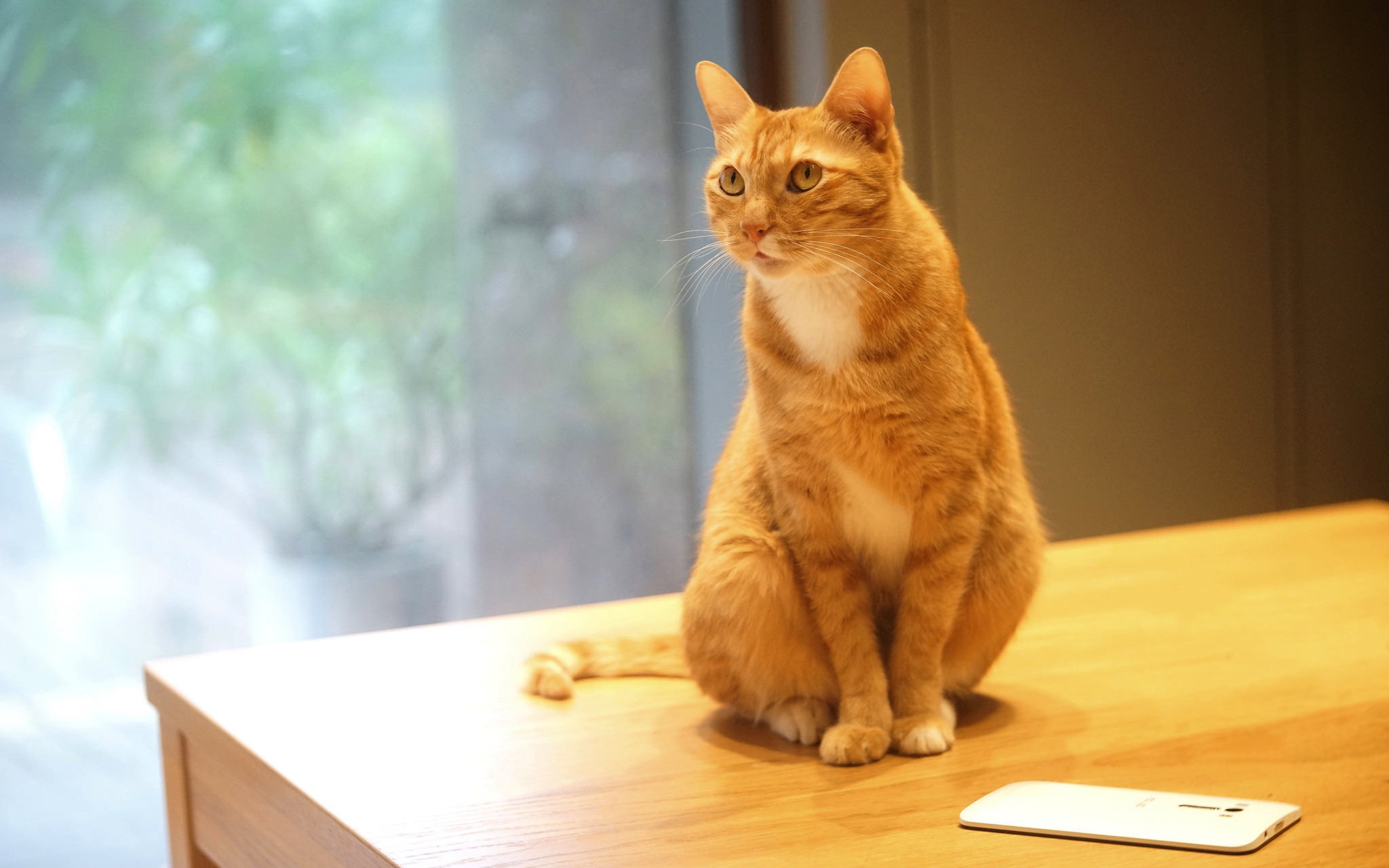 Baixe gratuitamente a imagem Animais, Gatos, Gato na área de trabalho do seu PC