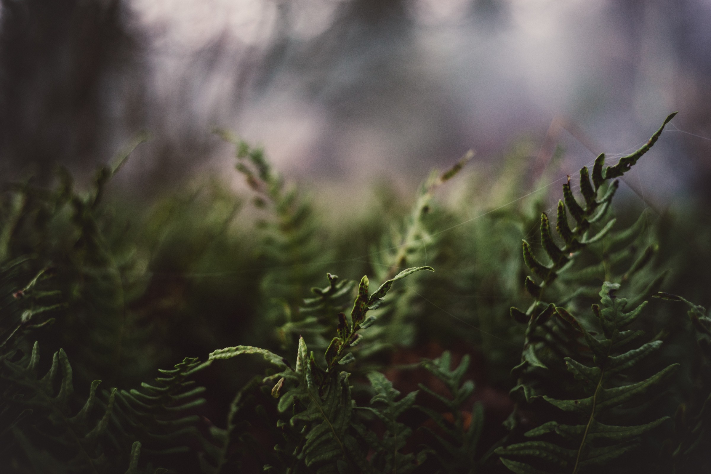 Téléchargez gratuitement l'image Plante, Feuille, La Nature, Terre/nature sur le bureau de votre PC