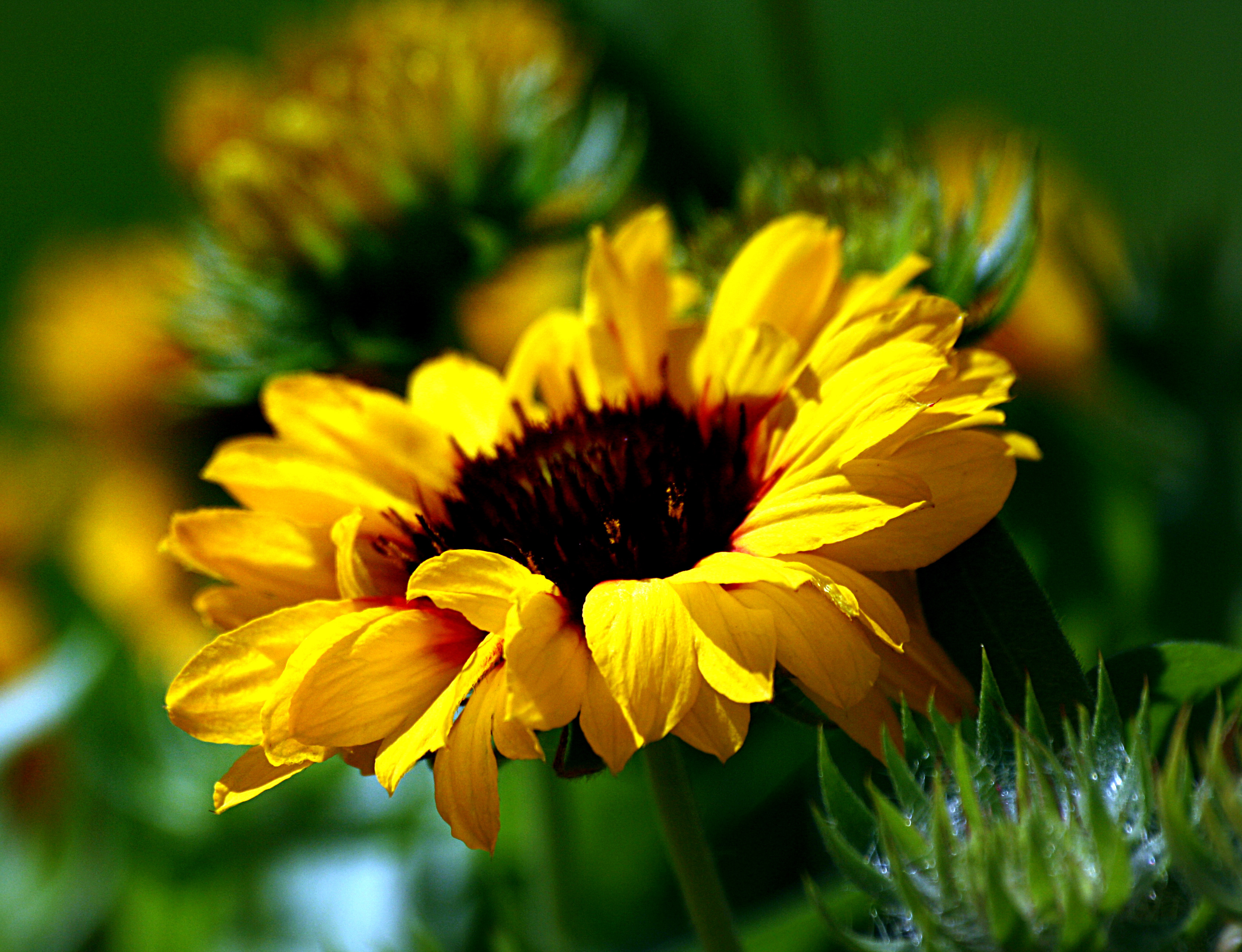 Handy-Wallpaper Sonnenblume, Blumen, Erde/natur kostenlos herunterladen.