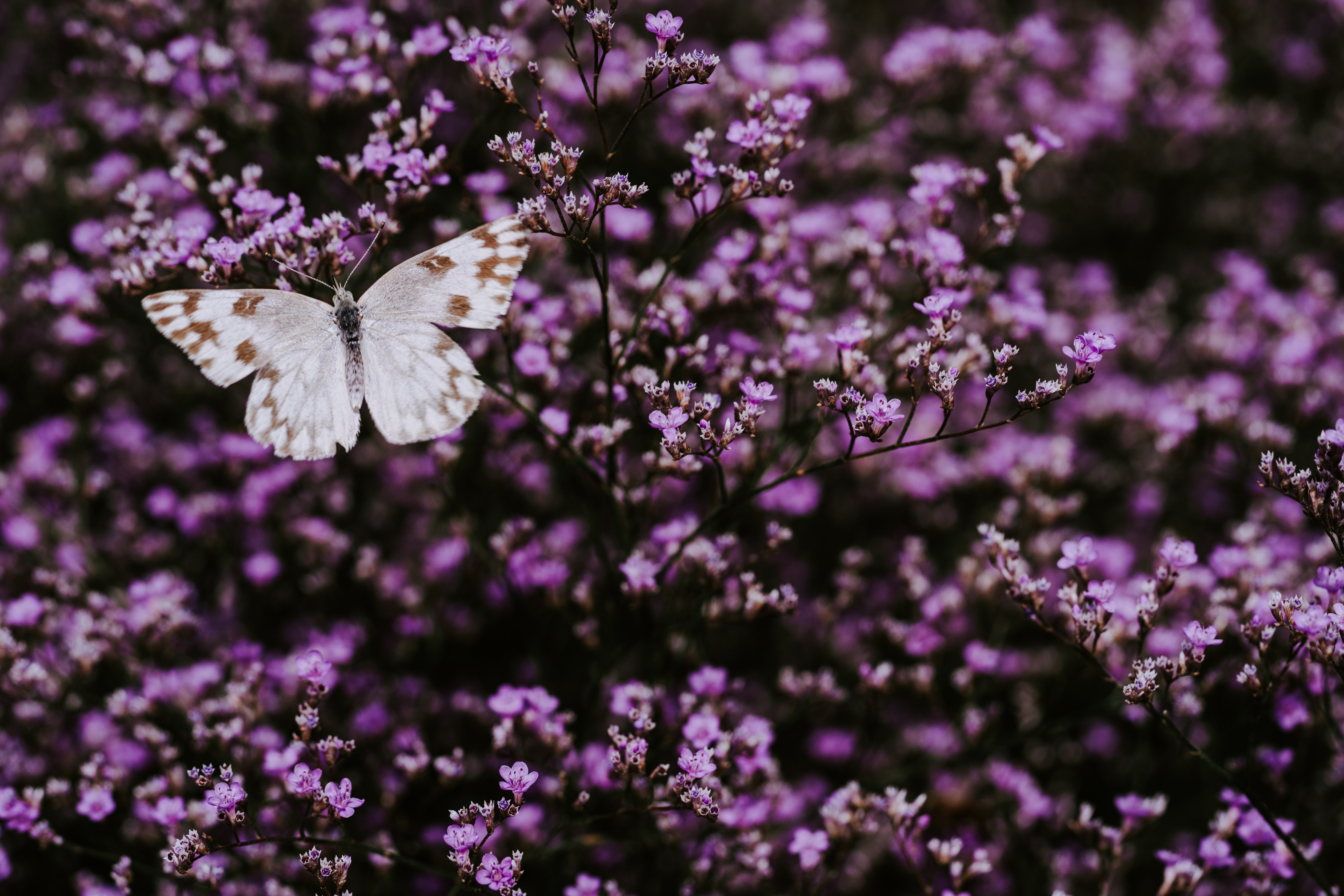 Laden Sie das Insekt, Lila, Makro, Schmetterling, Blumen, Flügel-Bild kostenlos auf Ihren PC-Desktop herunter