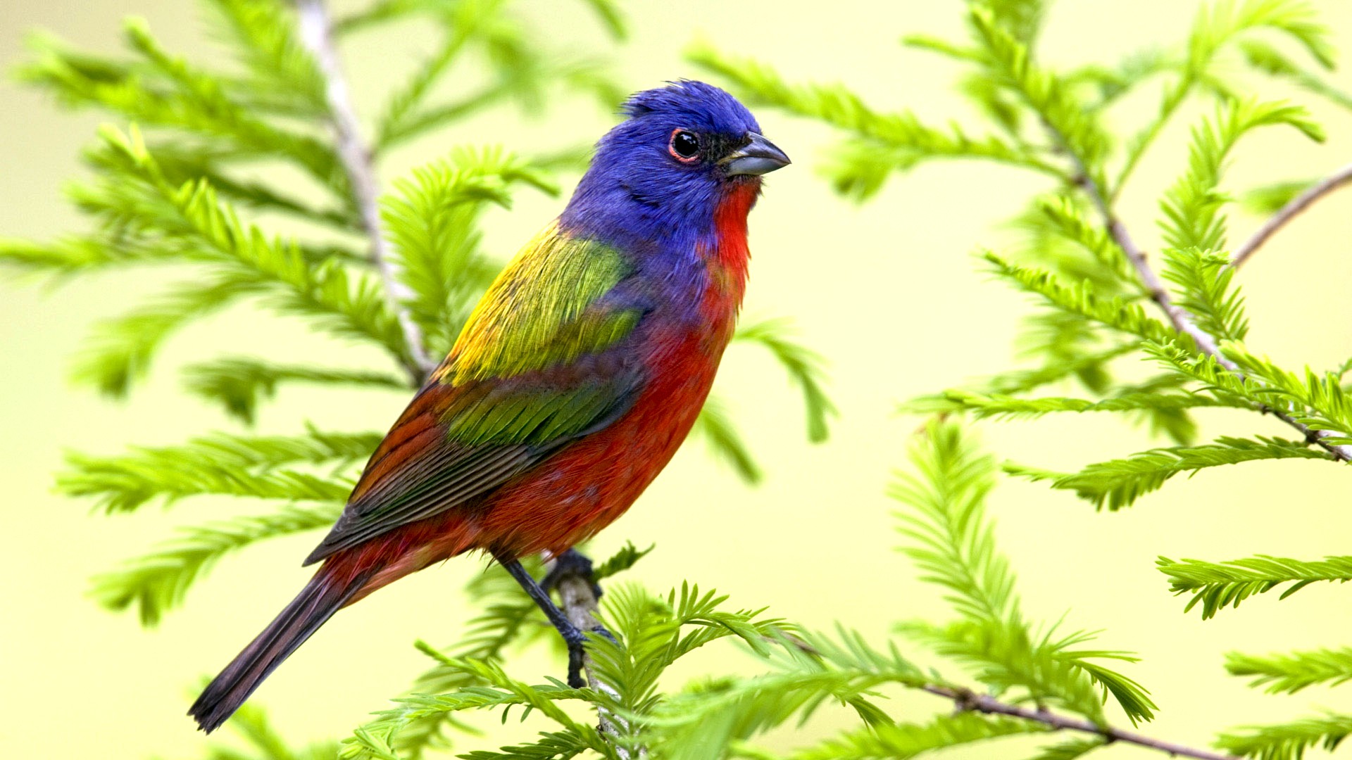 Laden Sie das Tiere, Vögel, Vogel-Bild kostenlos auf Ihren PC-Desktop herunter