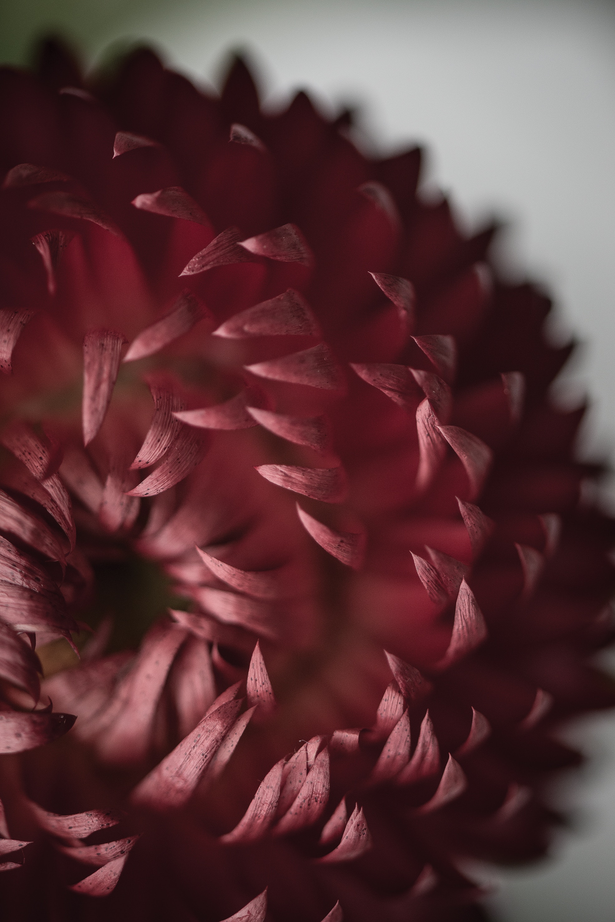 Descarga gratis la imagen Flor, Macro, Pétalos, Florecer, Floración en el escritorio de tu PC