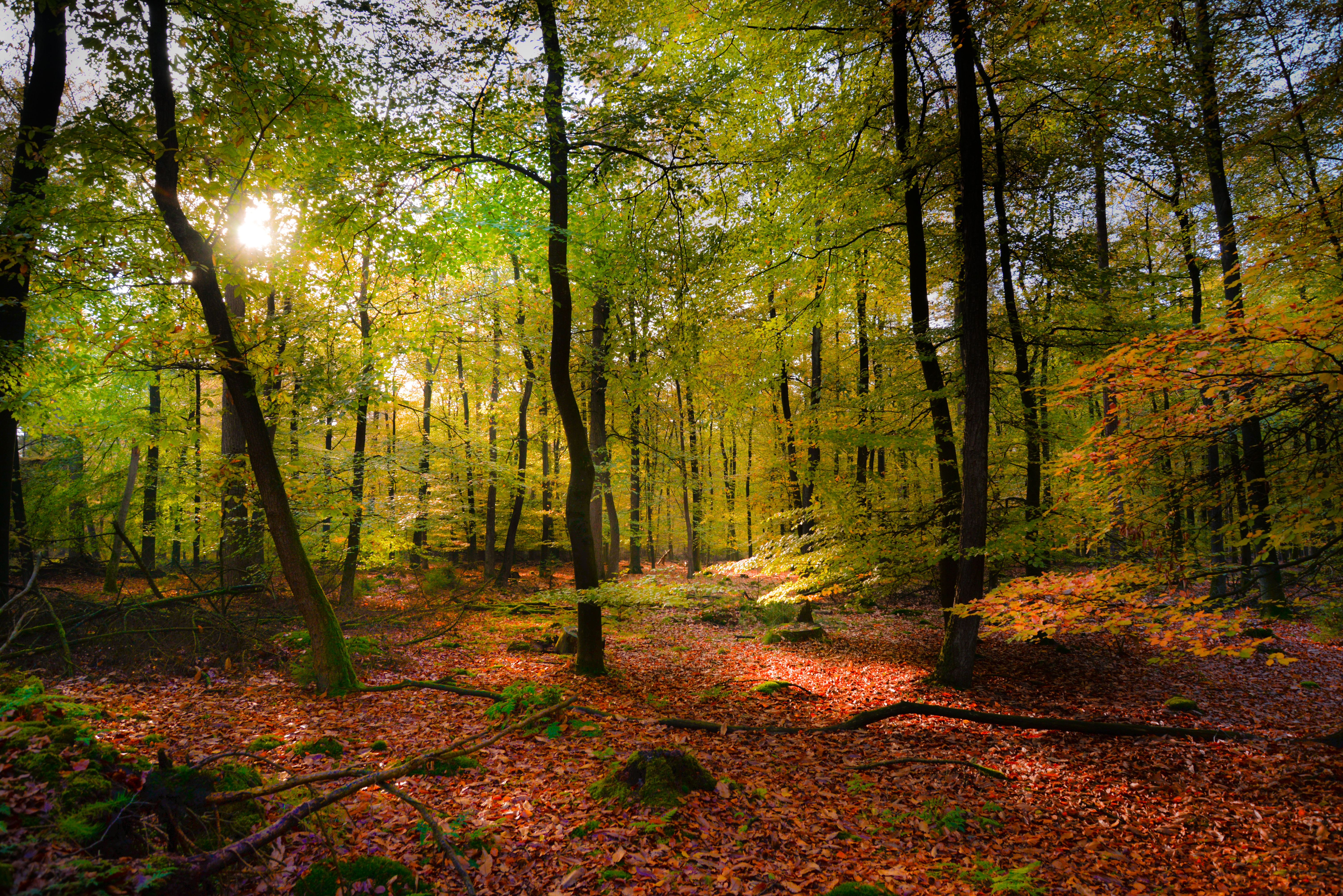 landscape, nature, forest, foliage, lights of a sun, rays of the sun desktop HD wallpaper