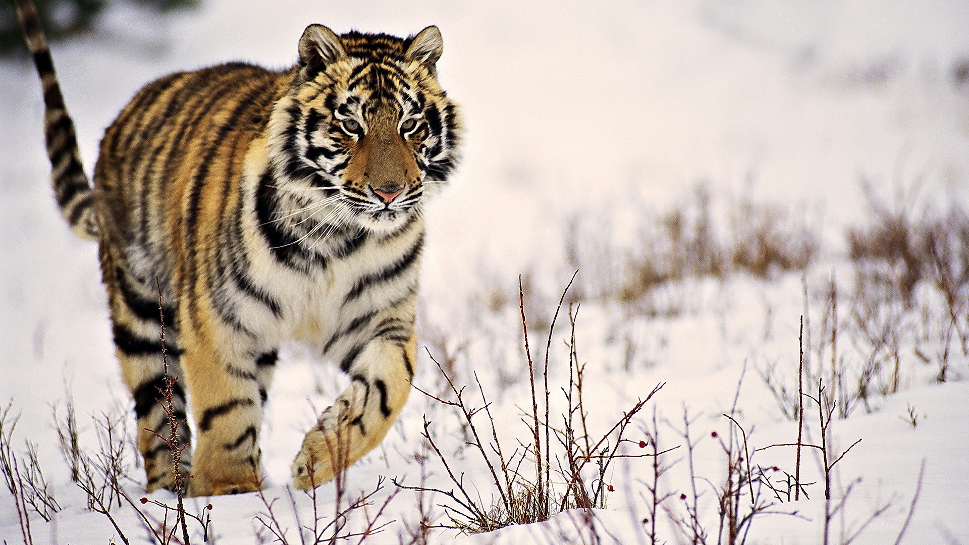 Descarga gratuita de fondo de pantalla para móvil de Animales, Gatos, Tigre.