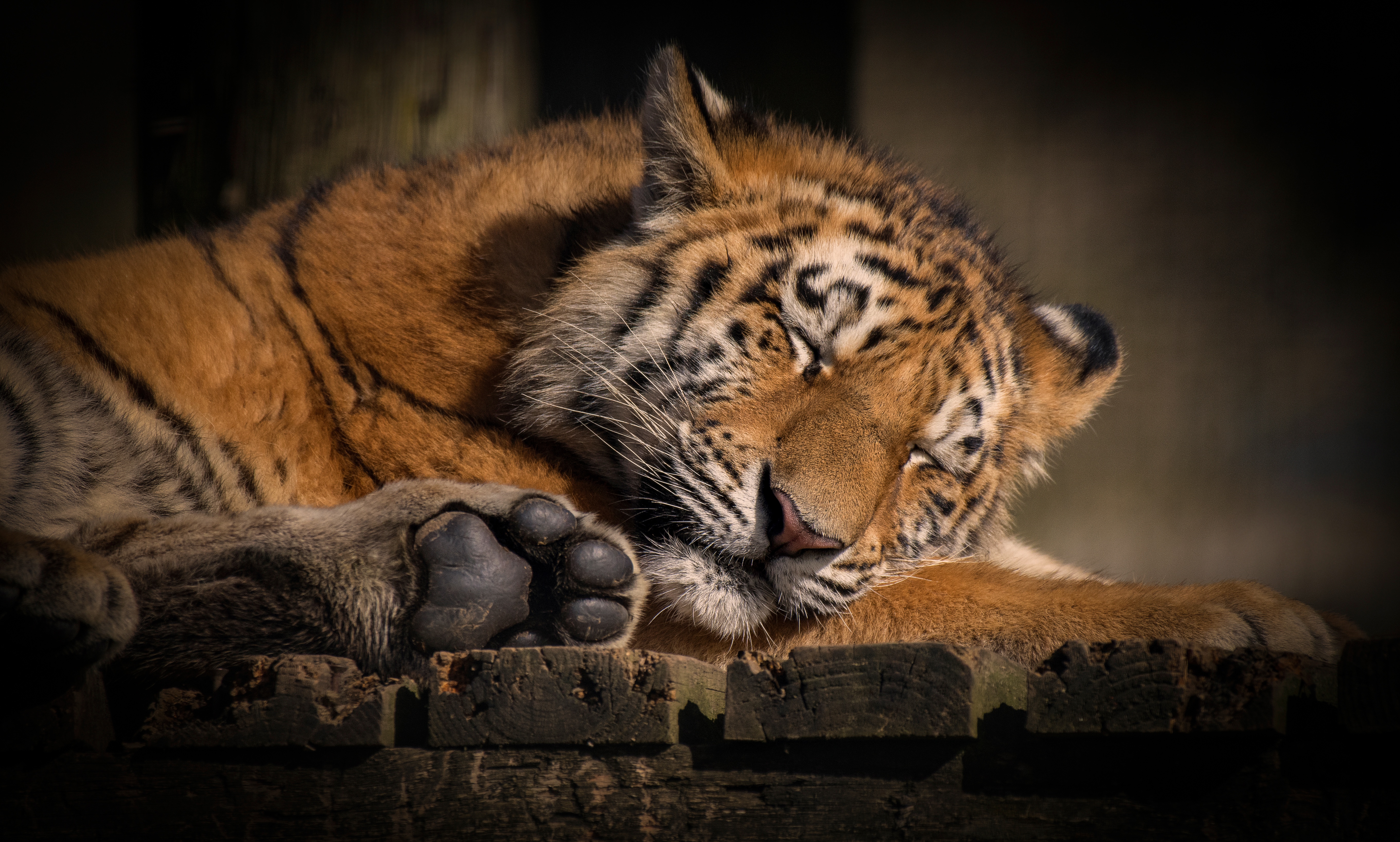 Téléchargez des papiers peints mobile Animaux, Chats, Tigre, En Train De Dormir gratuitement.