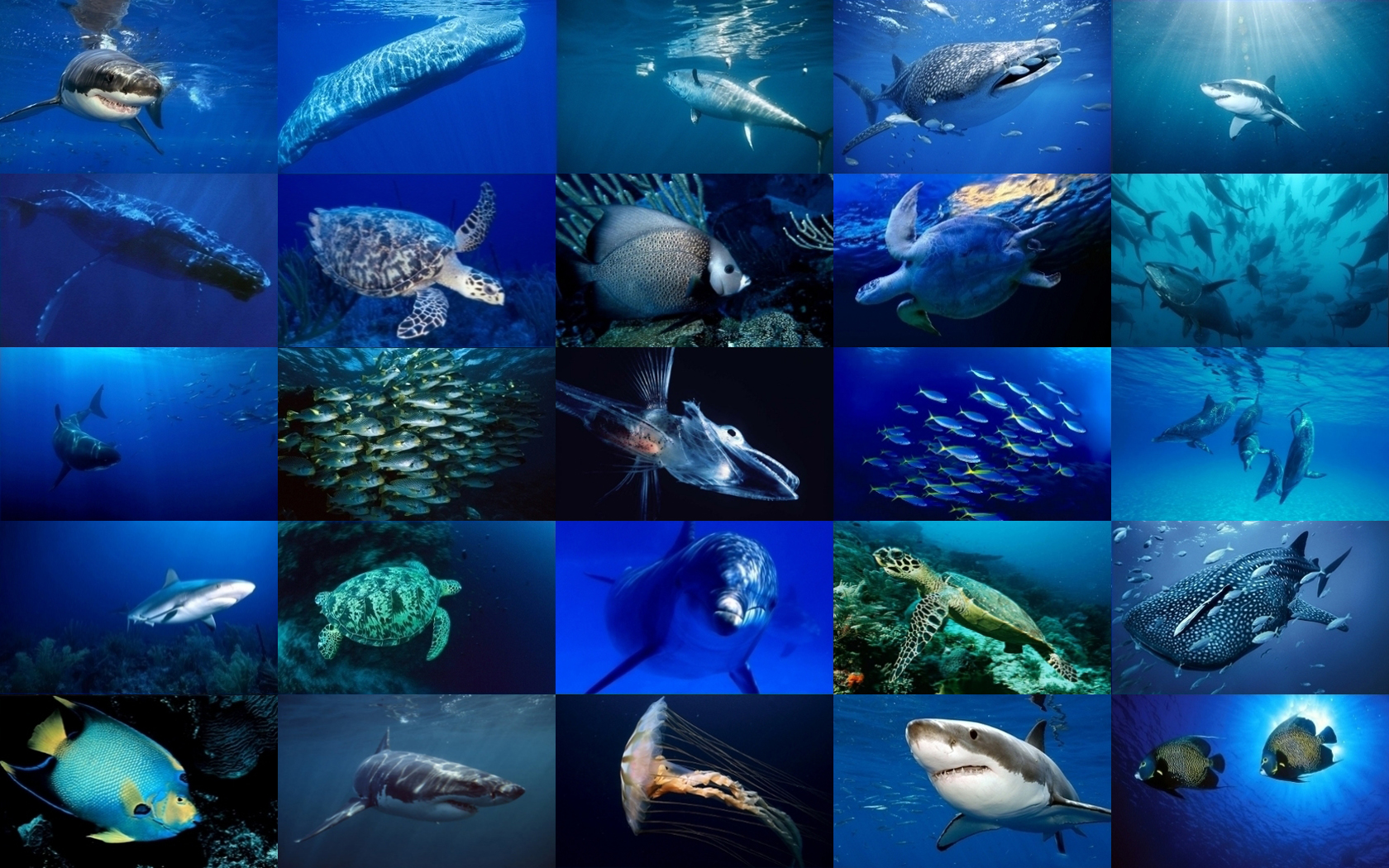 PCデスクトップに動物, 海の生物画像を無料でダウンロード