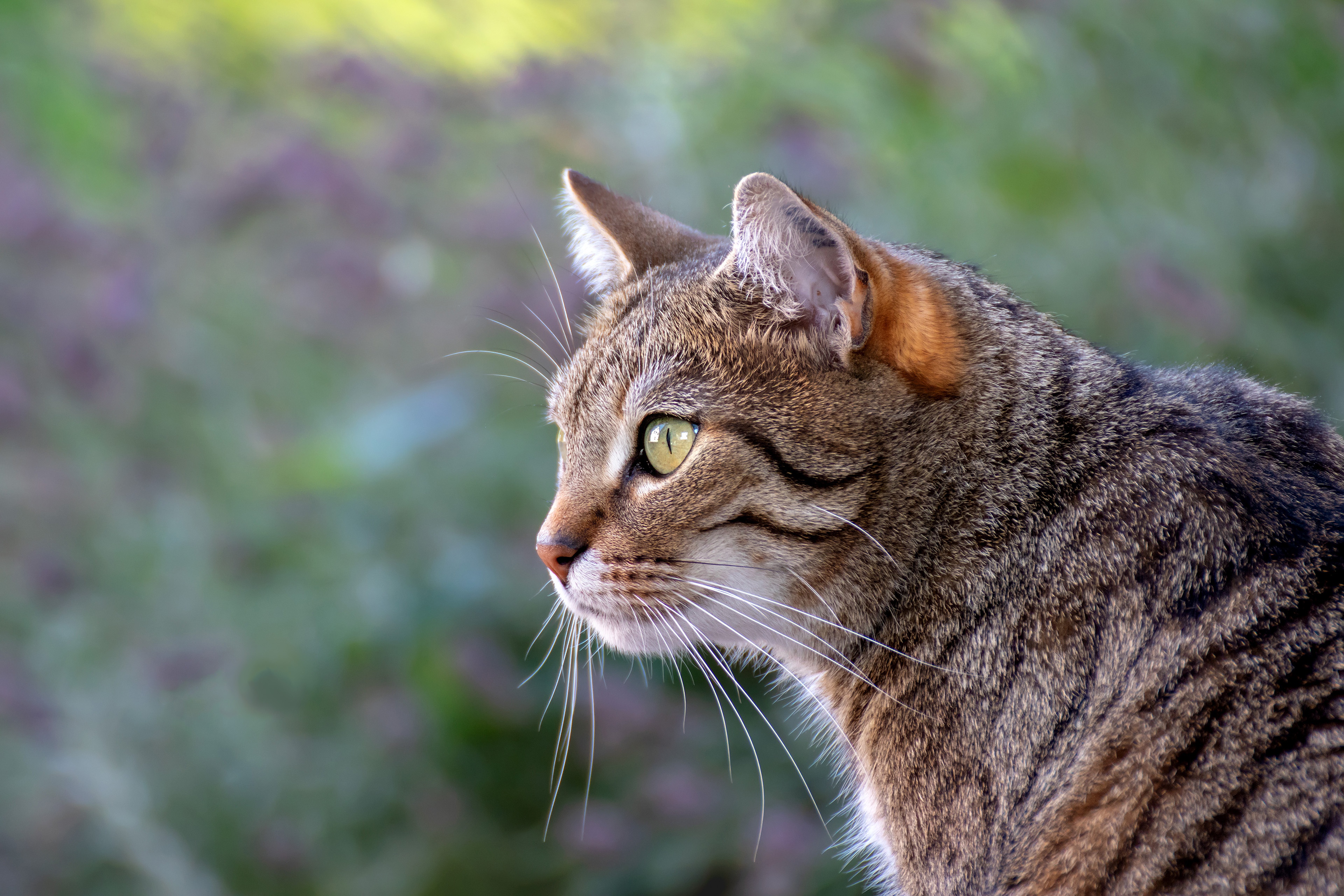 Laden Sie das Tiere, Katzen, Katze-Bild kostenlos auf Ihren PC-Desktop herunter