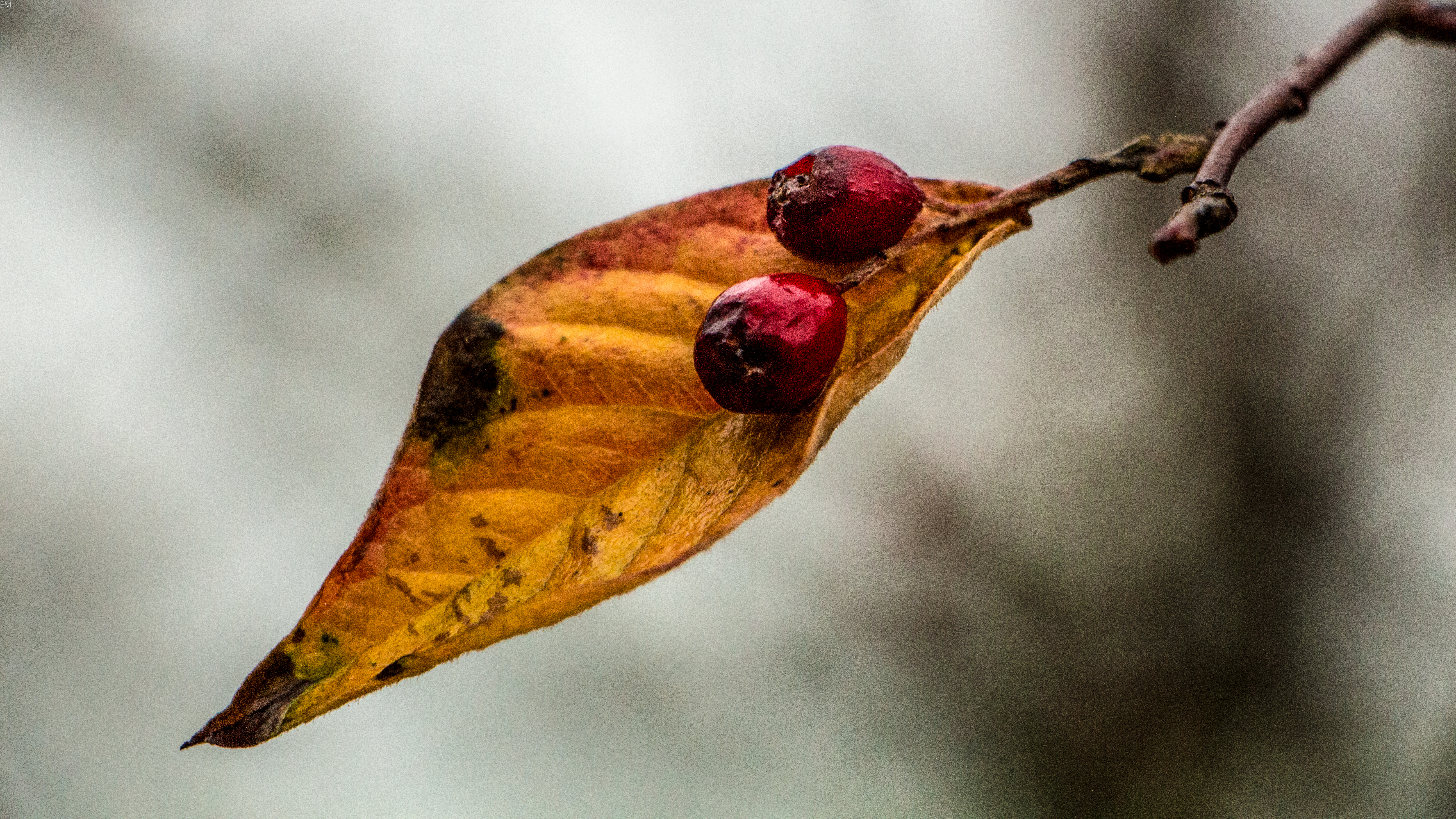 Free download wallpaper Nature, Leaf, Earth, Berry on your PC desktop