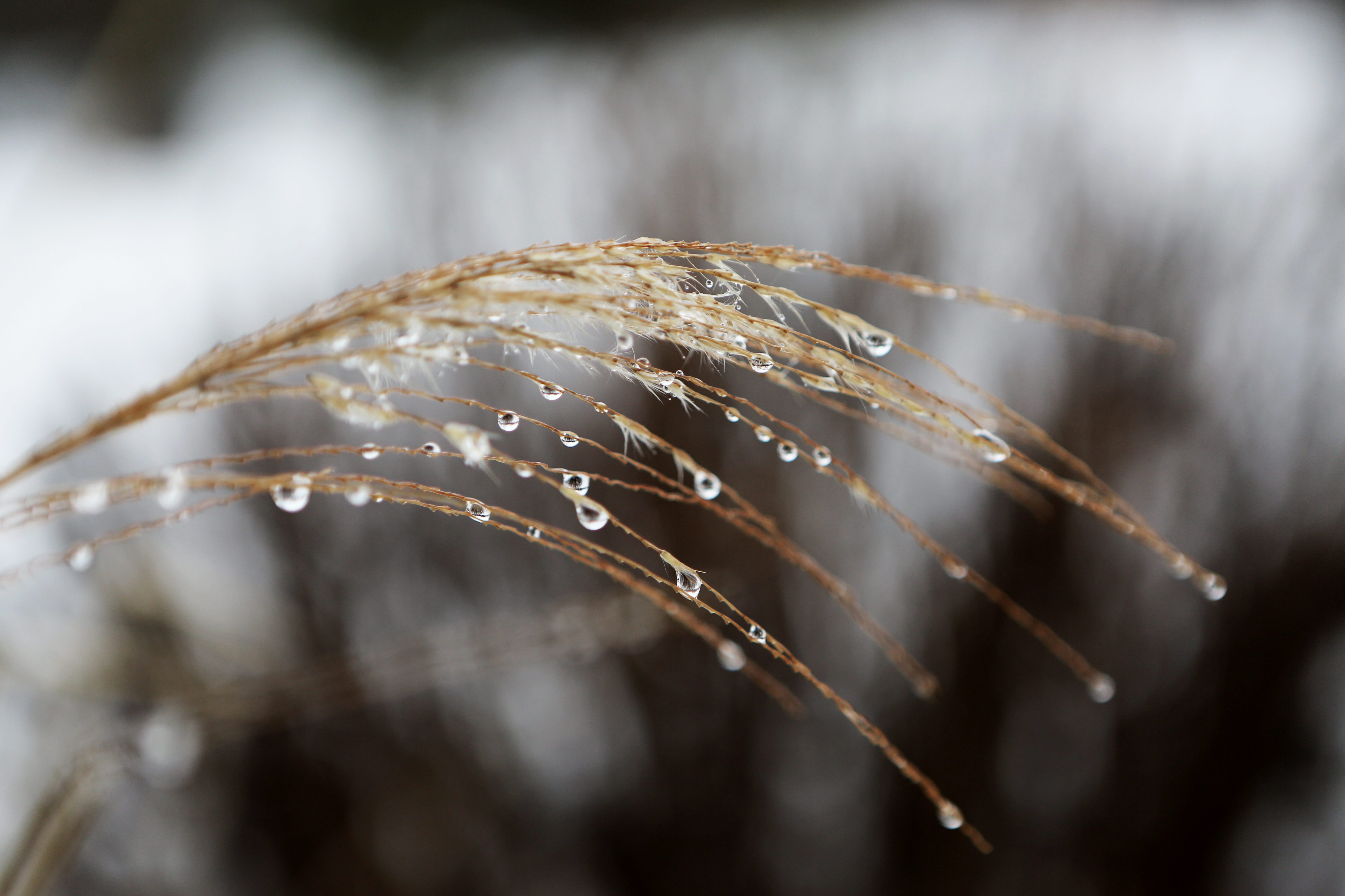 Free download wallpaper Plant, Blur, Close Up, Earth, Water Drop on your PC desktop