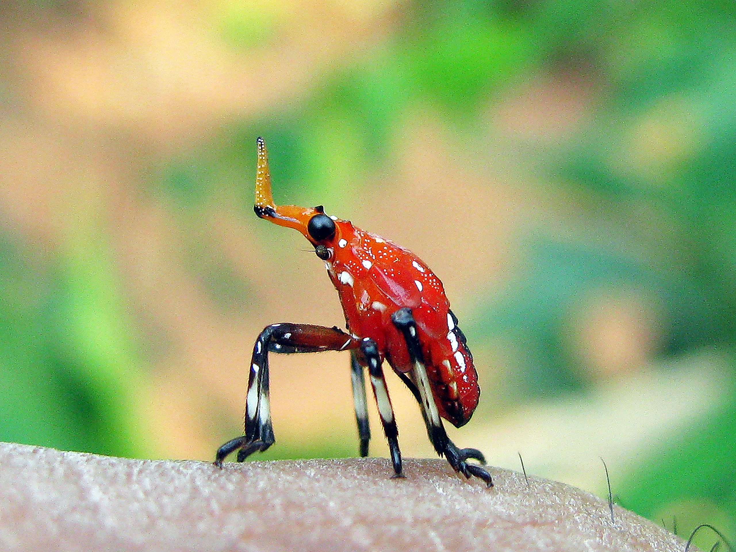 Free download wallpaper Insect, Animal on your PC desktop