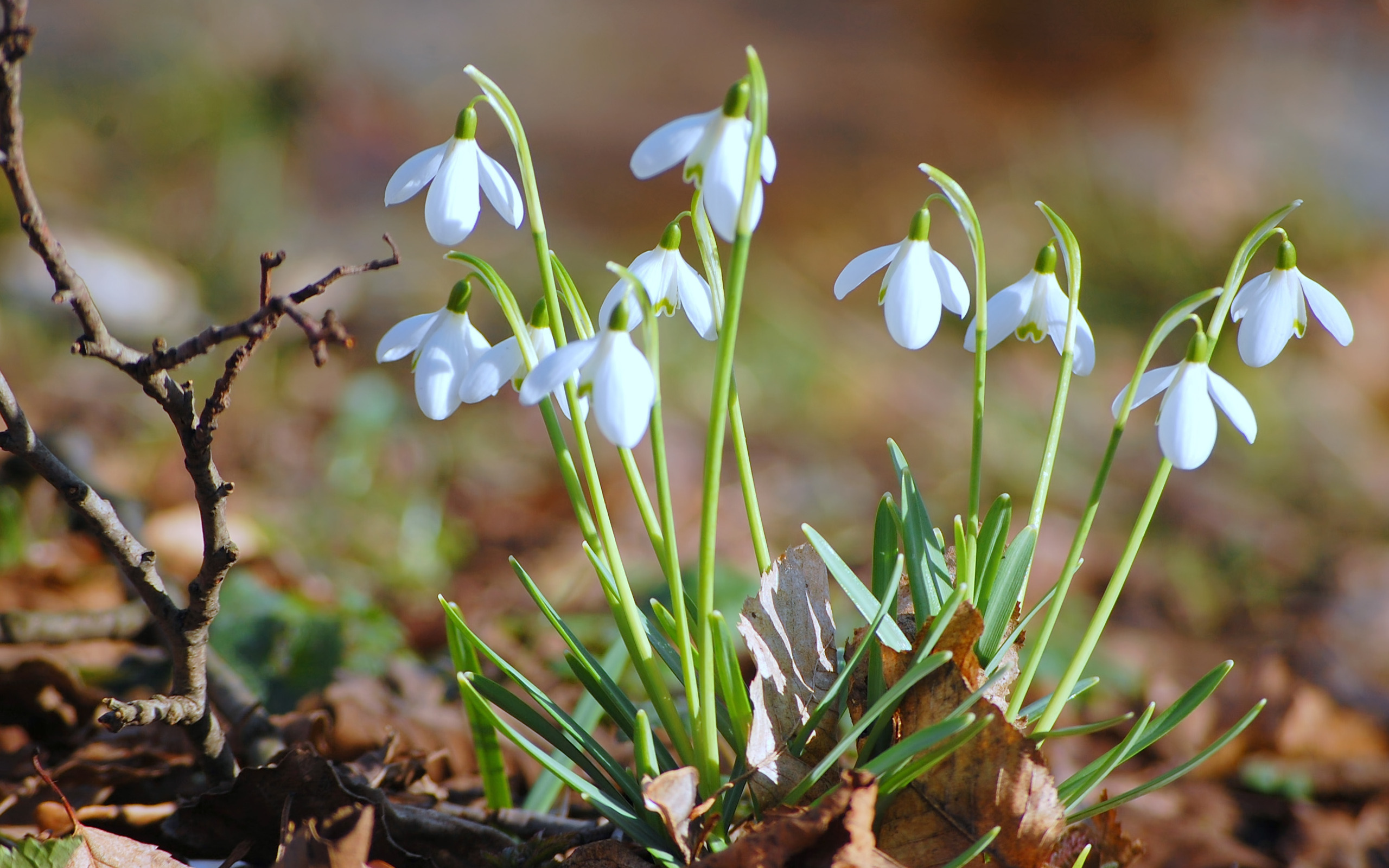 Download mobile wallpaper Flower, Earth, Snowdrop for free.