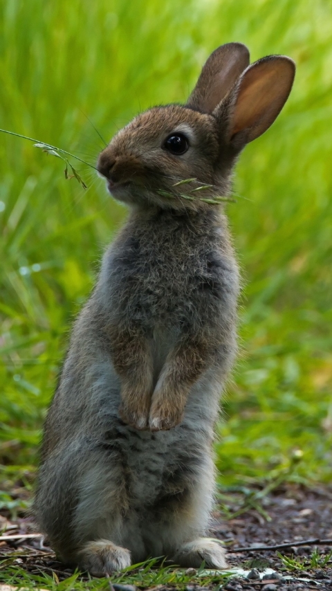 Handy-Wallpaper Tiere, Hase kostenlos herunterladen.