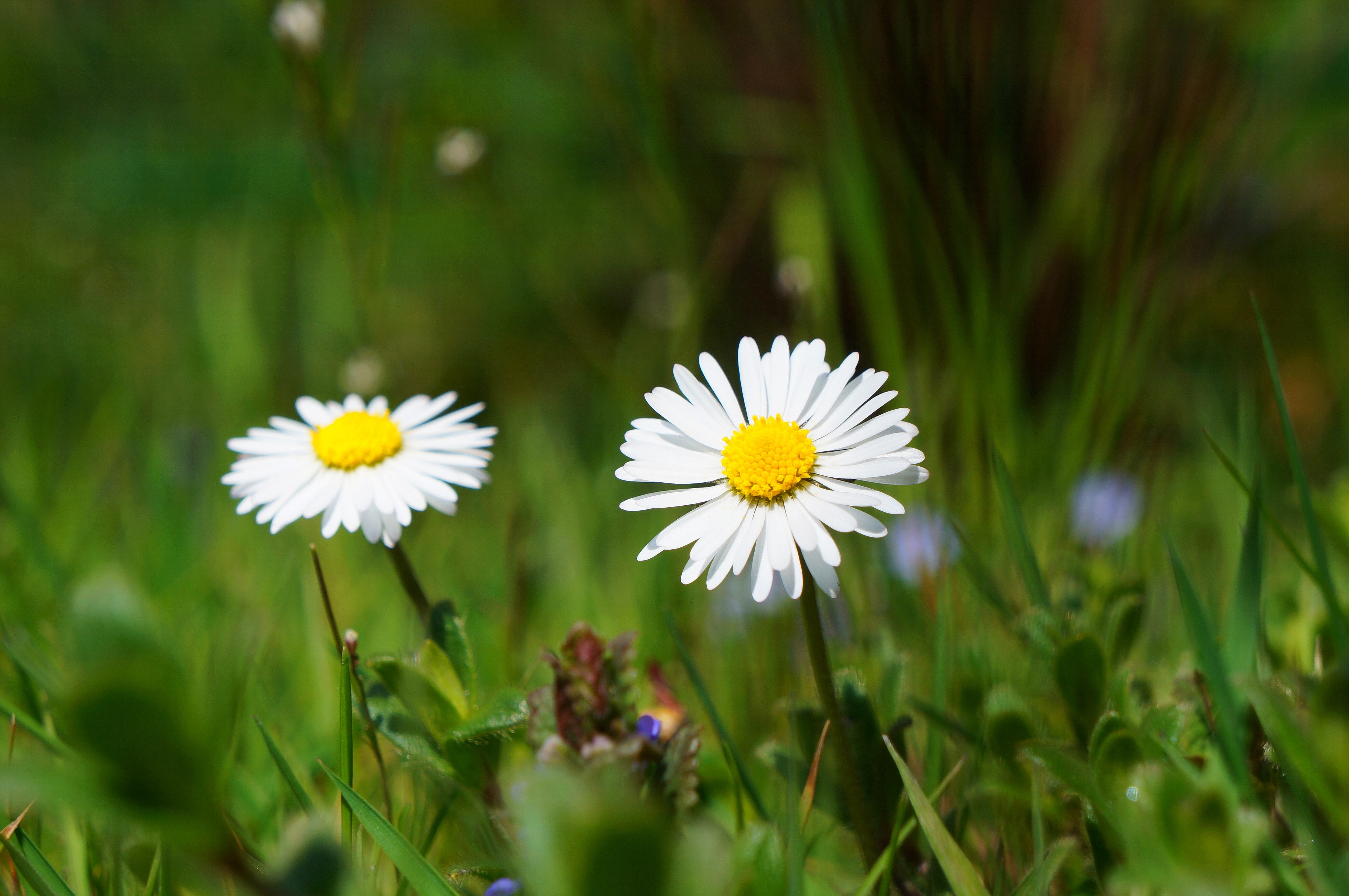 Laden Sie das Natur, Blumen, Blume, Gänseblümchen, Weiße Blume, Erde/natur-Bild kostenlos auf Ihren PC-Desktop herunter