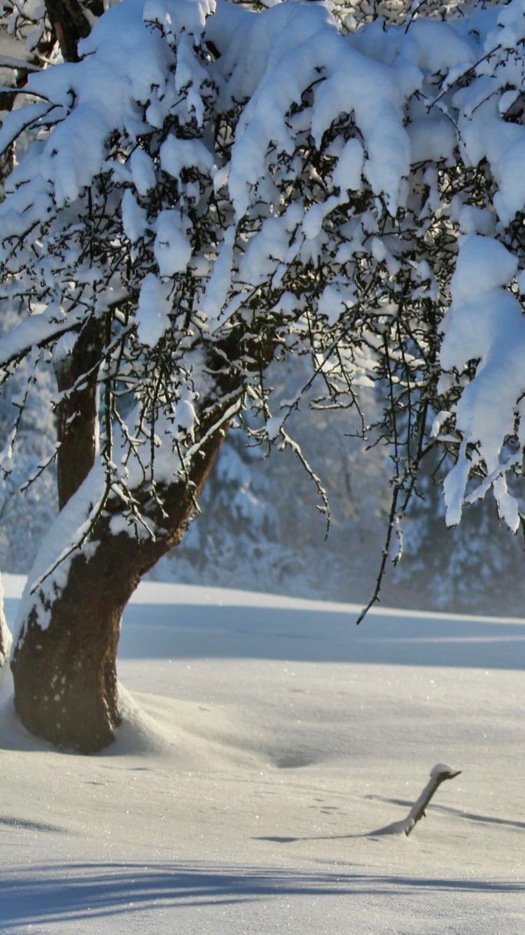 Descarga gratuita de fondo de pantalla para móvil de Invierno, Nieve, Árbol, Tierra, Tierra/naturaleza.