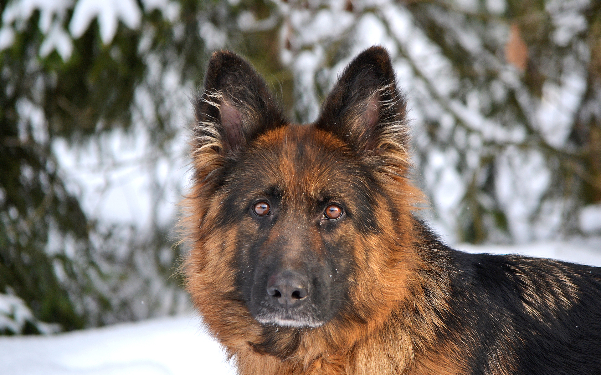 Download mobile wallpaper German Shepherd, Dogs, Animal for free.
