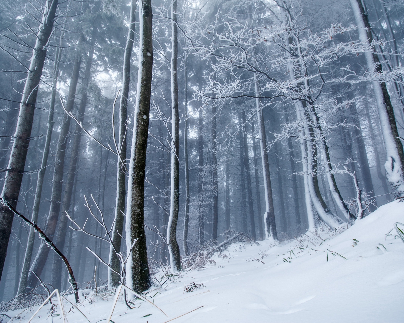 Free download wallpaper Winter, Nature, Snow, Forest, Tree, Fog, Earth on your PC desktop