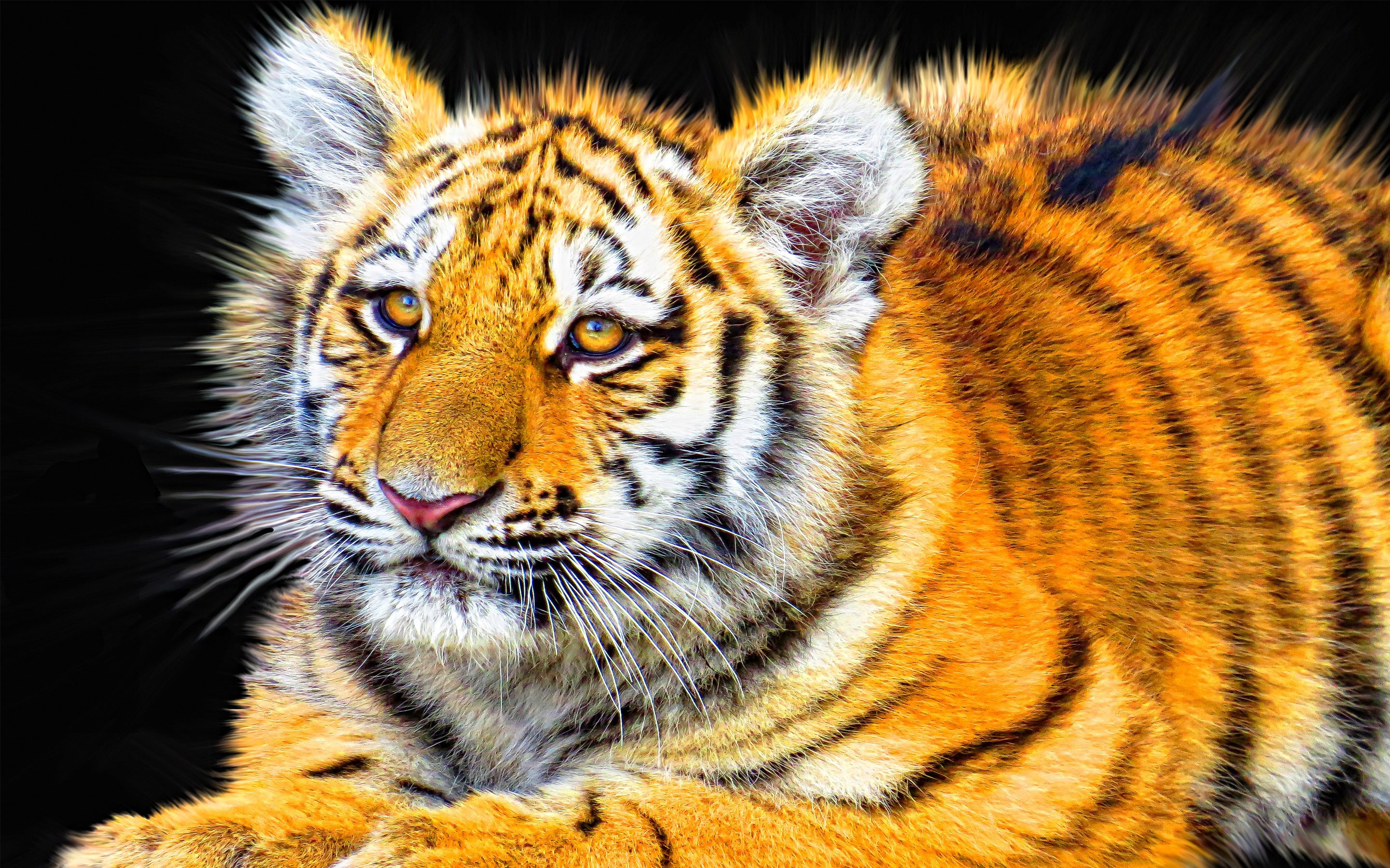Handy-Wallpaper Tiere, Katzen, Tiger kostenlos herunterladen.