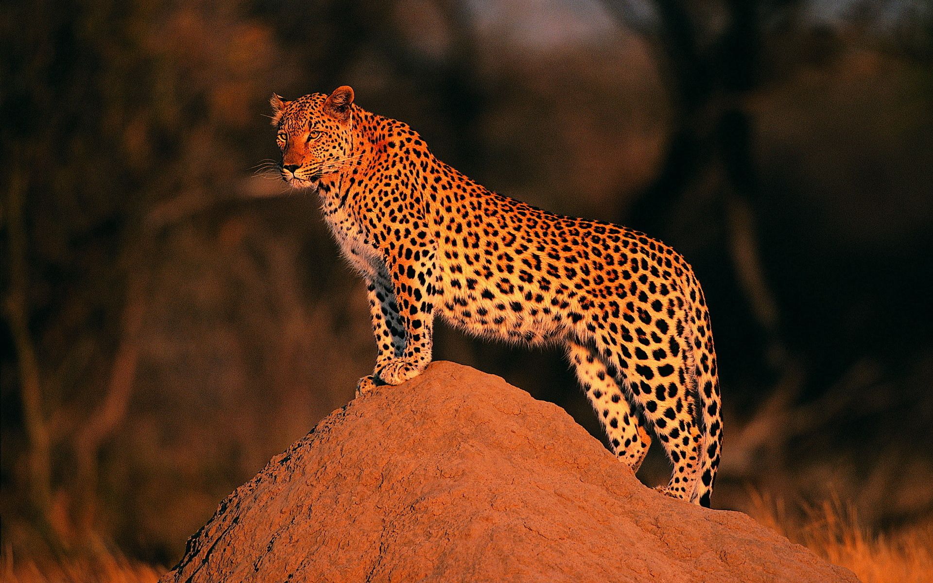 leopard, animals, rock, stone, looks, peers HD wallpaper