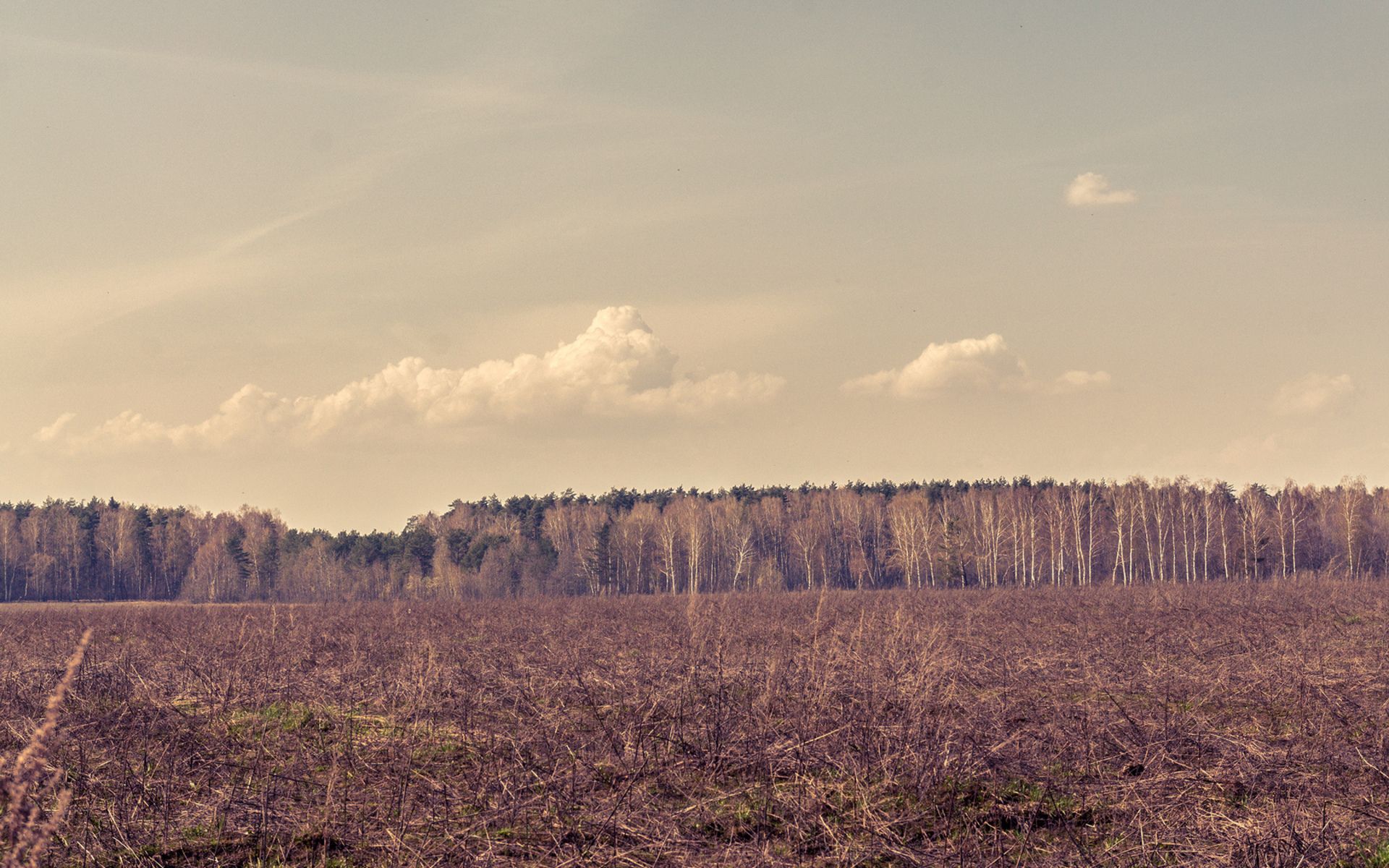 Laden Sie das Wald, Erde/natur-Bild kostenlos auf Ihren PC-Desktop herunter