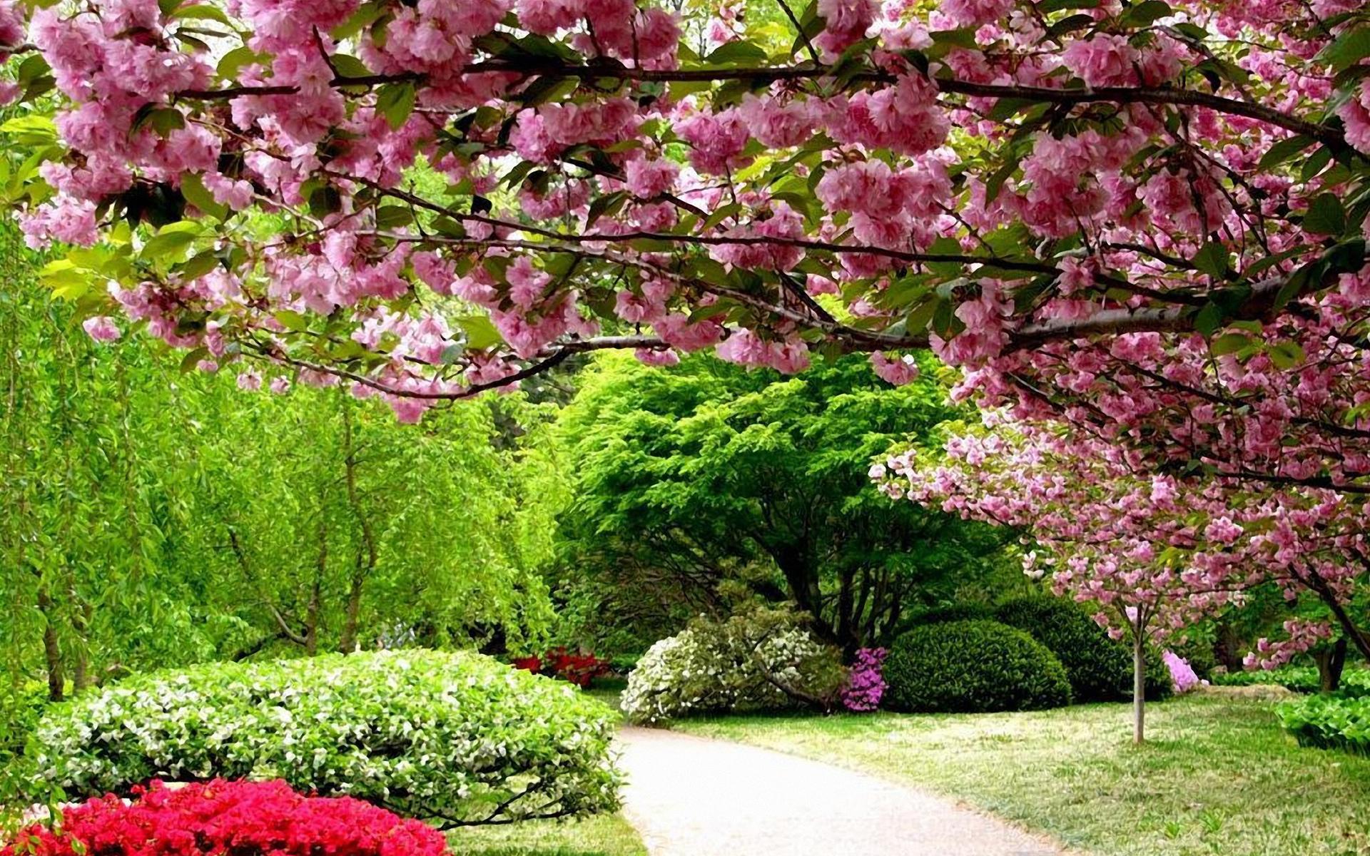 Скачать картинку Цветок, Дорога, Парк, Дерево, Весна, Фотографии, Цветущие, Розовый Цветок в телефон бесплатно.