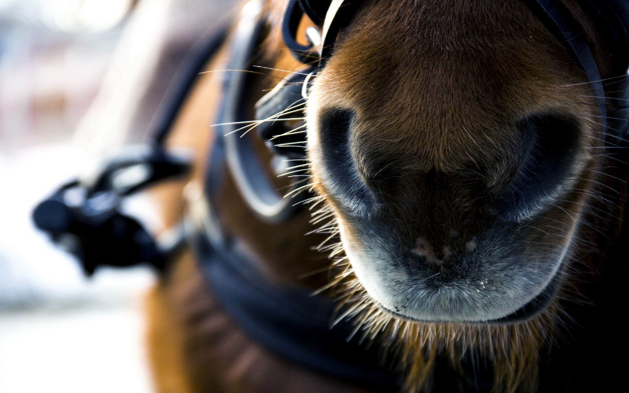 Handy-Wallpaper Tiere, Hauspferd kostenlos herunterladen.