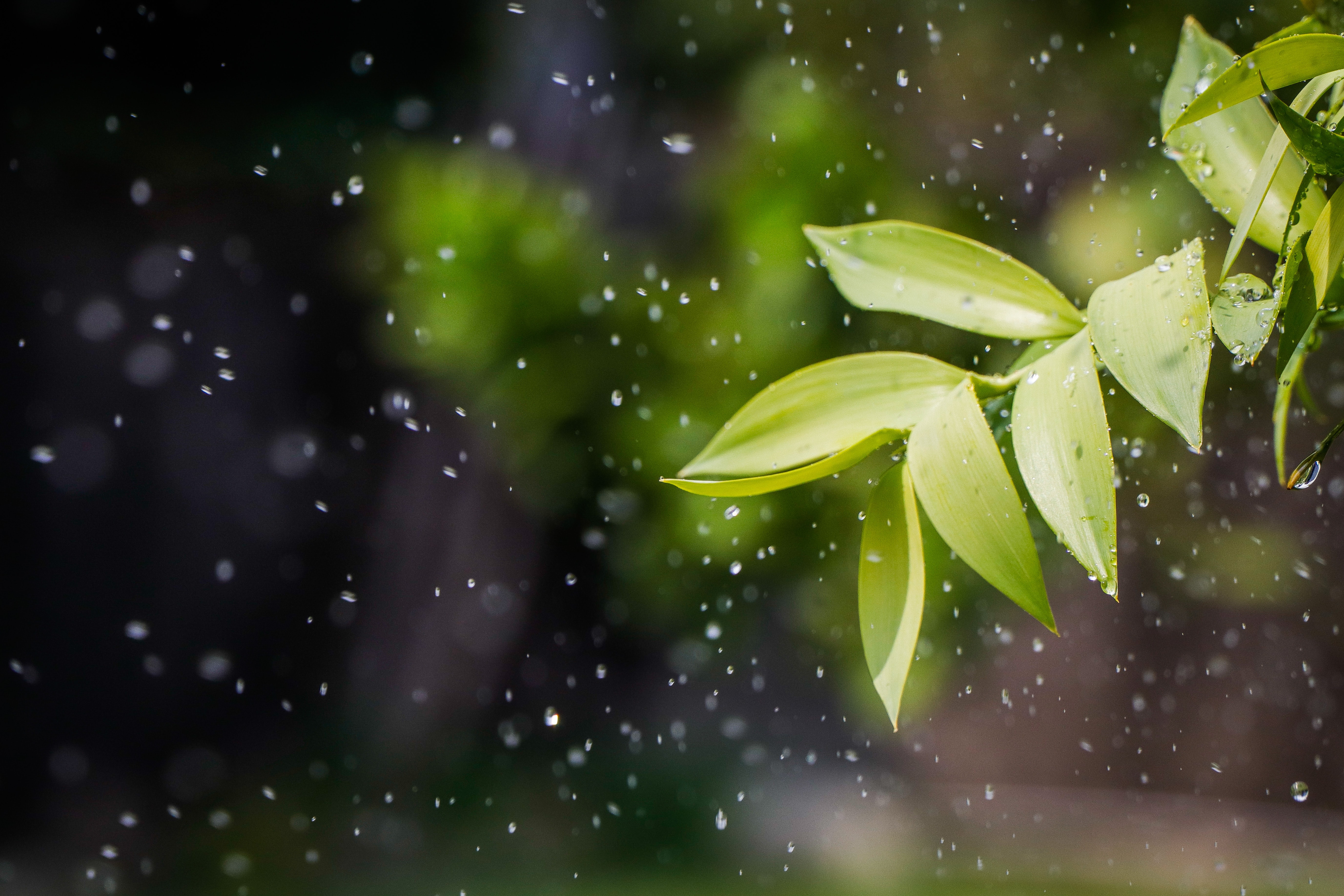 Download mobile wallpaper Leaves, Spray, Plant, Nature, Drops for free.