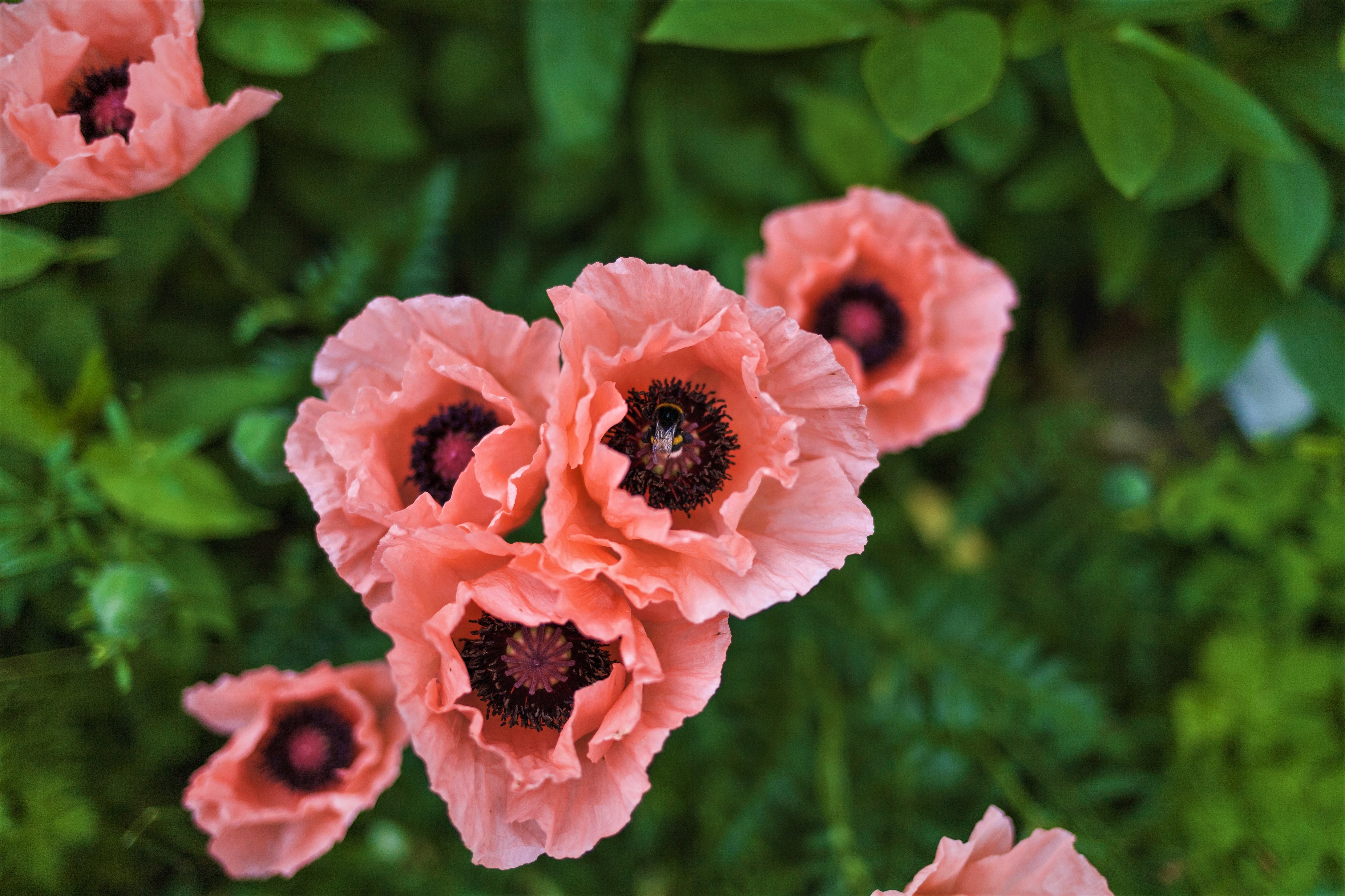 Laden Sie das Natur, Blumen, Mohn, Blume, Erde/natur, Pinke Blume-Bild kostenlos auf Ihren PC-Desktop herunter