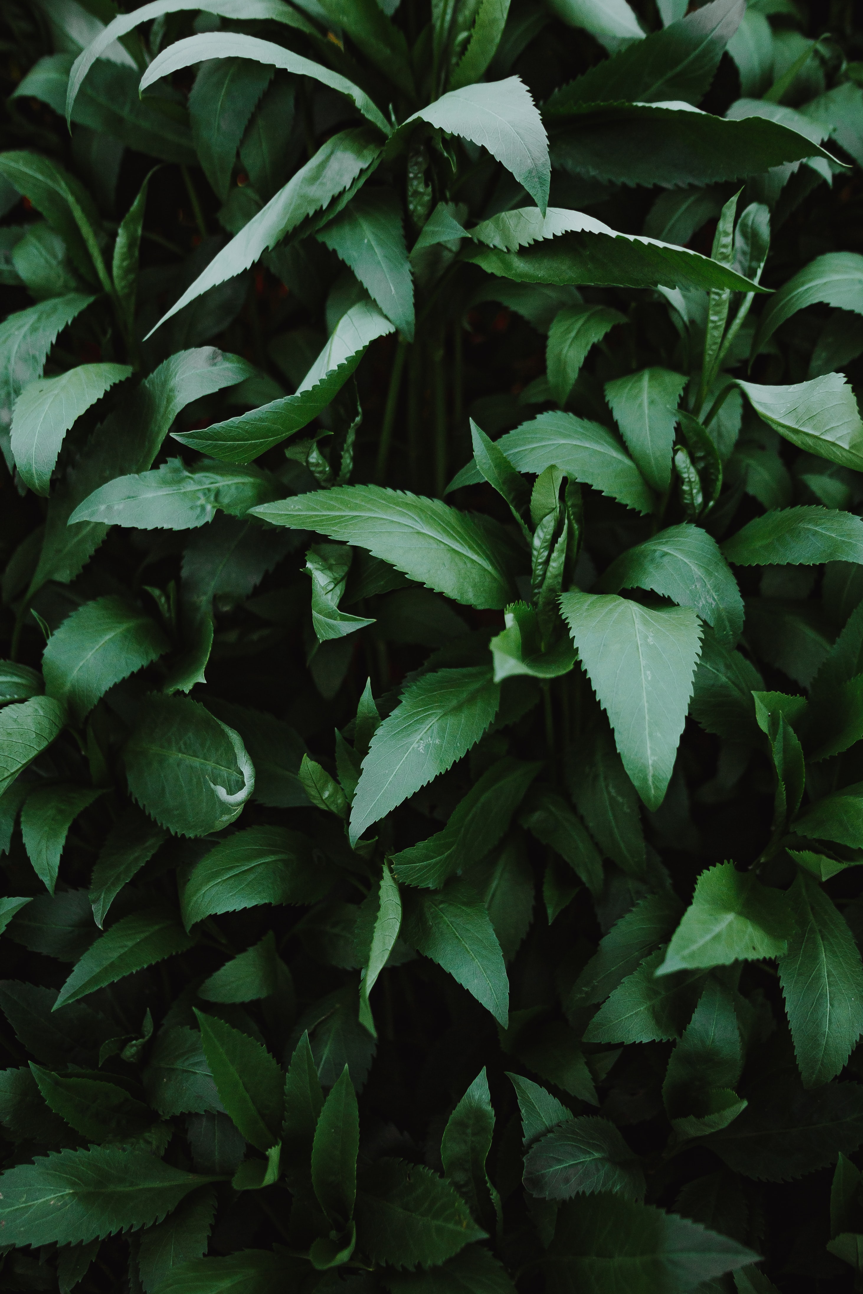 65805 descargar imagen plantas, naturaleza, hojas, verde, brillar, brillo: fondos de pantalla y protectores de pantalla gratis