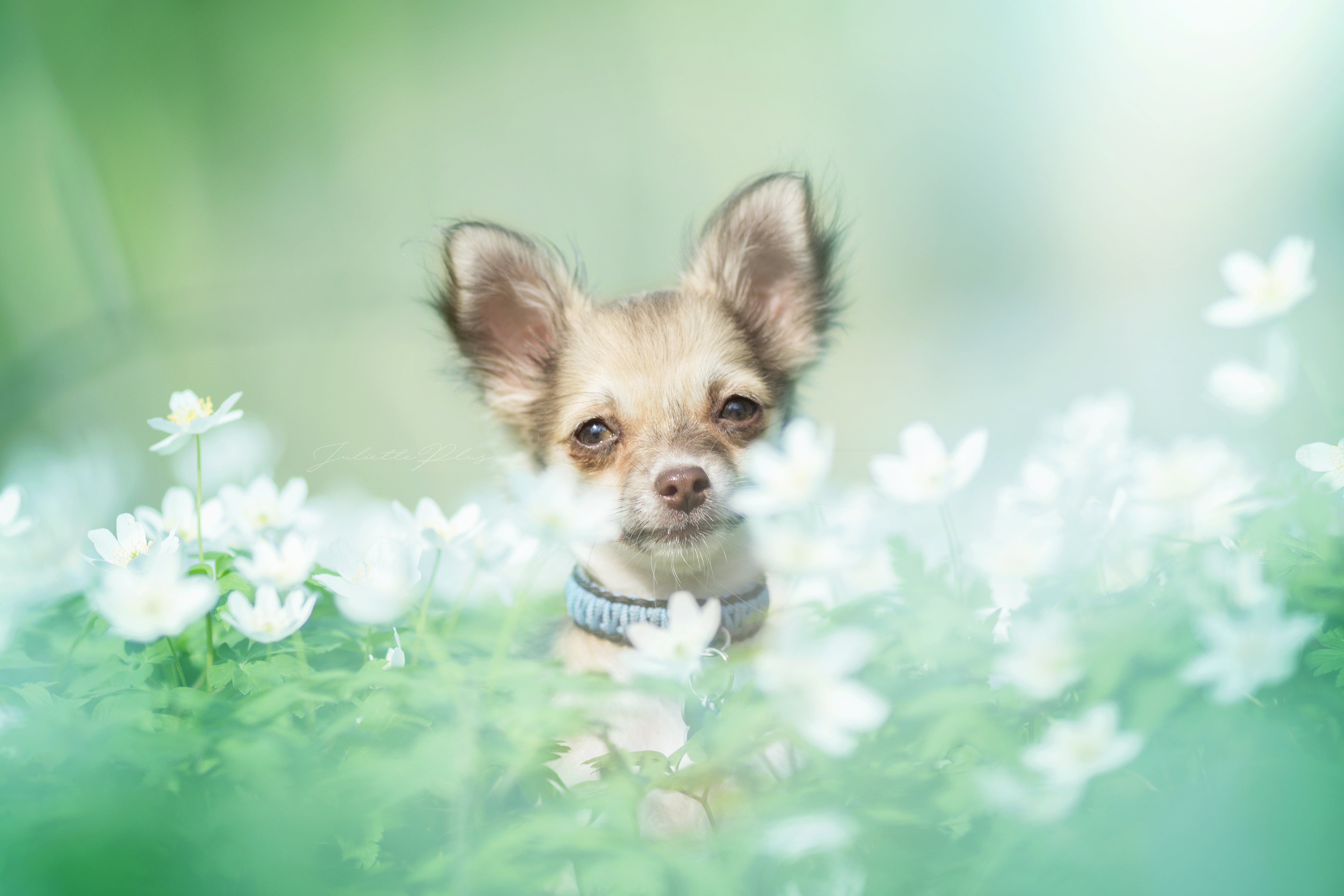 Download mobile wallpaper Dogs, Flower, Dog, Animal, Chihuahua for free.