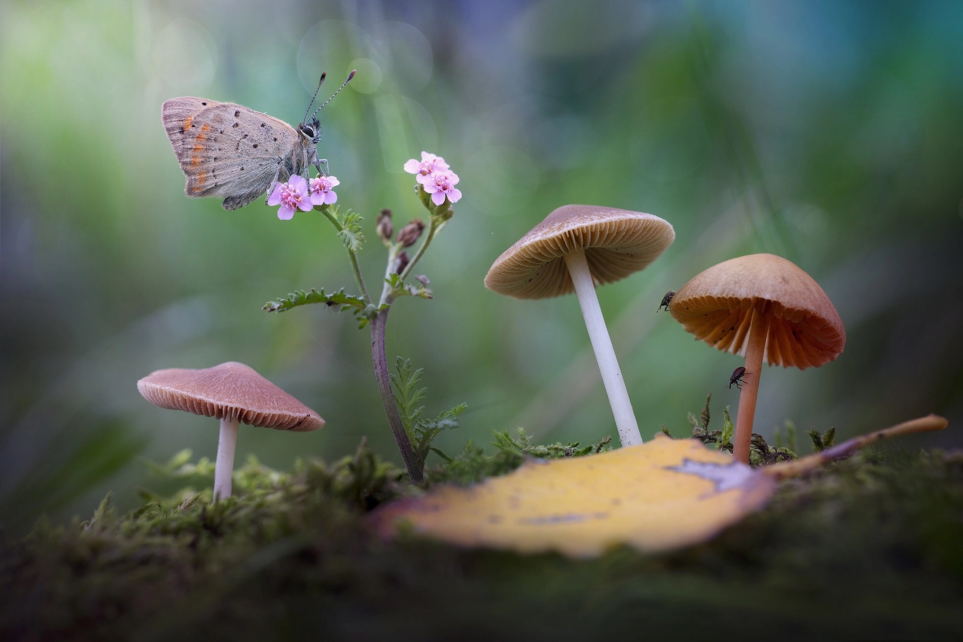 Free download wallpaper Macro, Insect, Butterfly, Animal, Mushroom on your PC desktop