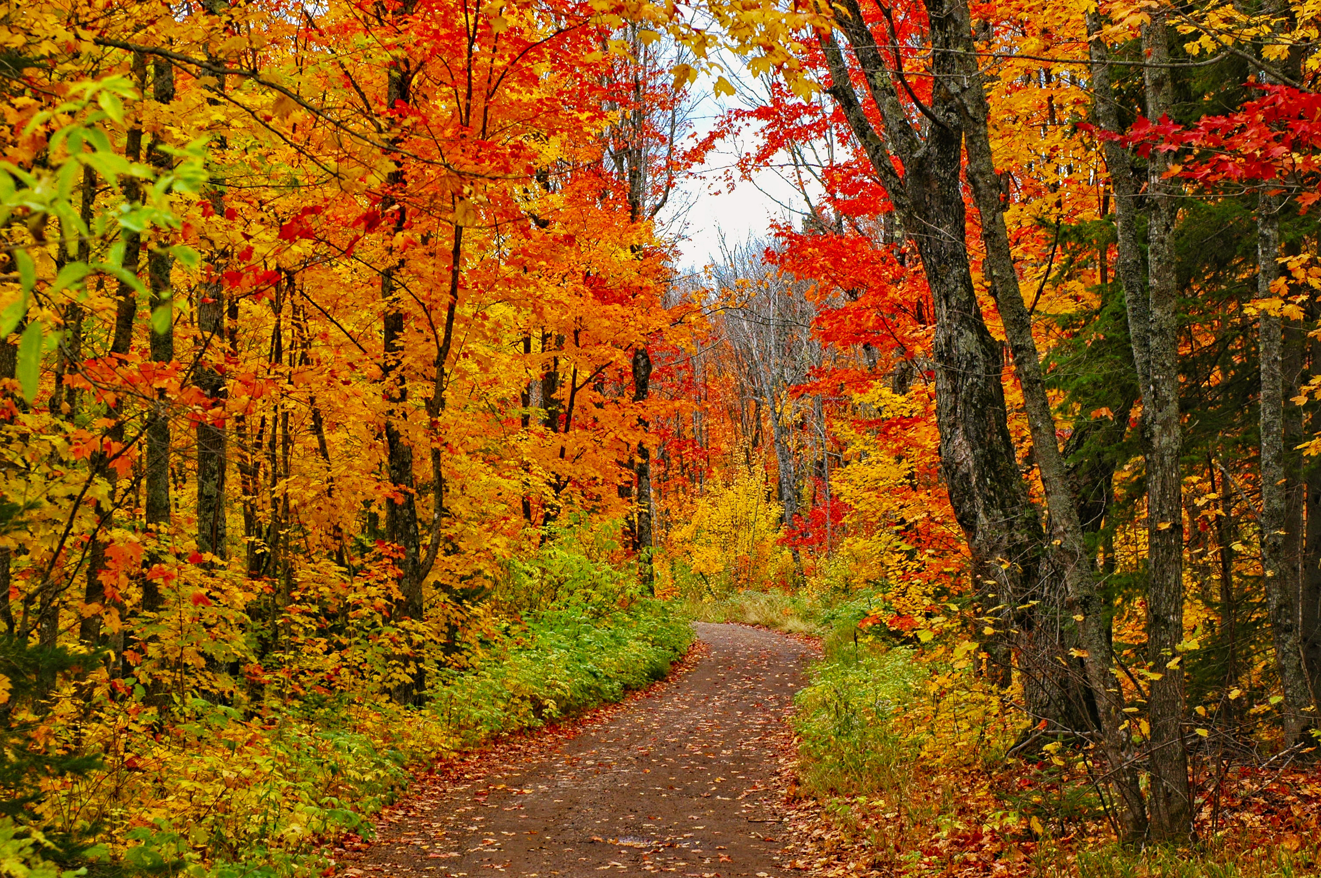 Baixar papel de parede para celular de Outono, Caminho, Floresta, Terra/natureza gratuito.