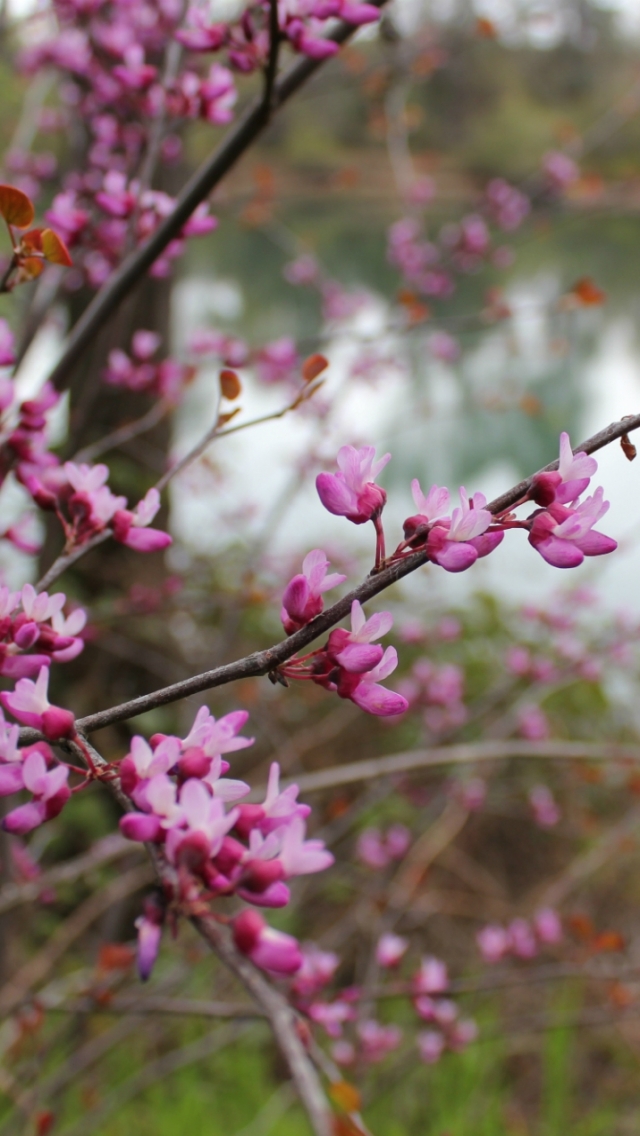 Descarga gratuita de fondo de pantalla para móvil de Flores, Florecer, Tierra/naturaleza.