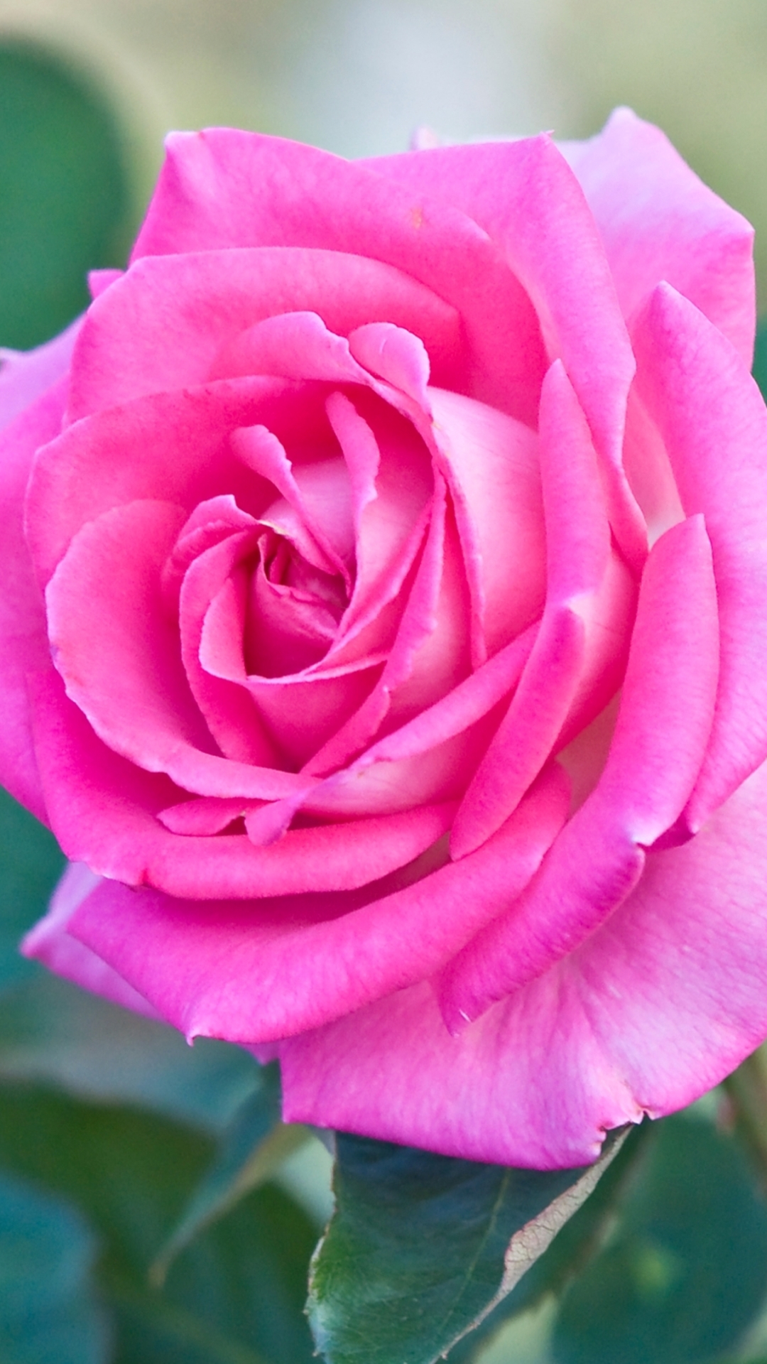 Download mobile wallpaper Flowers, Flower, Rose, Earth, Pink Flower, Pink Rose for free.