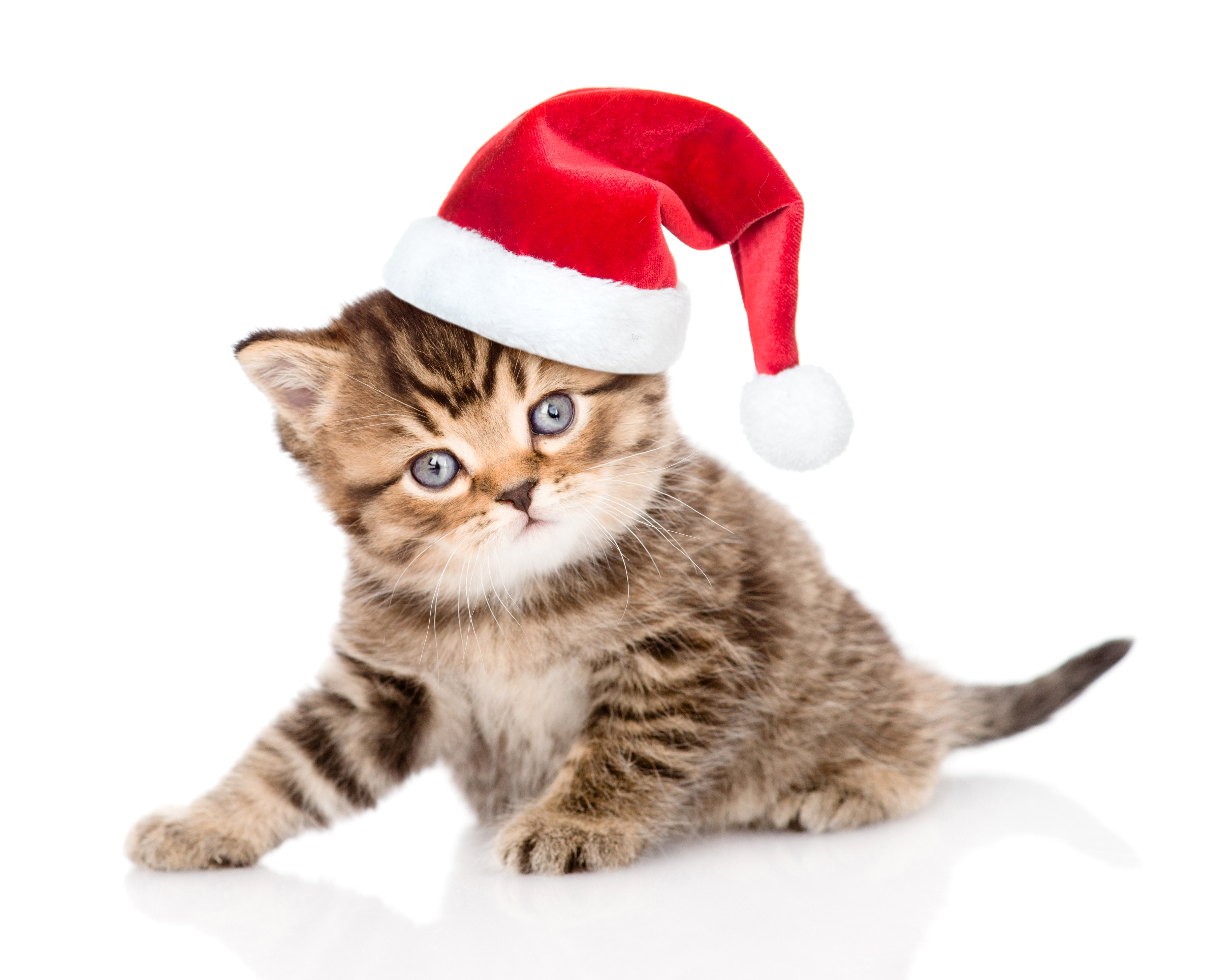 Téléchargez des papiers peints mobile Animaux, Chats, Noël, Chat, Chaton, Vacances, Chapeau De Père Noël gratuitement.